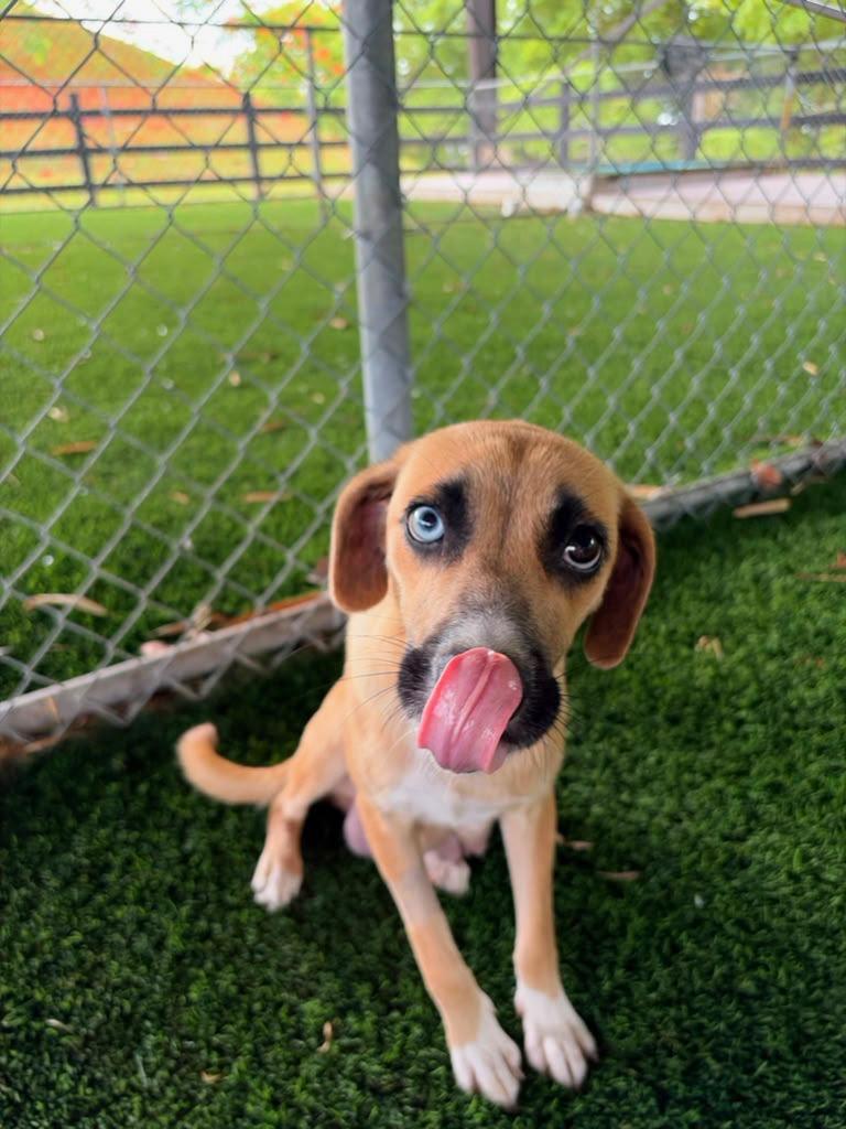 Allie, a ADOPTABLE Mixed Breed in Morristown, NJ image 5/6
