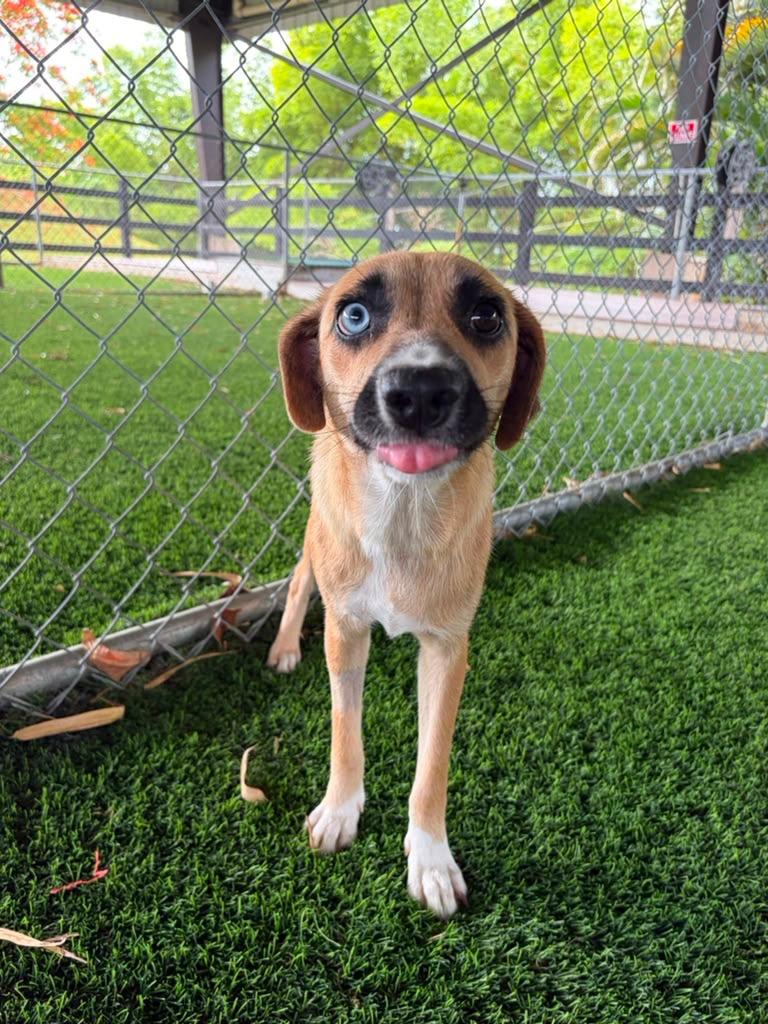 Allie, a ADOPTABLE Mixed Breed in Morristown, NJ image 6/6