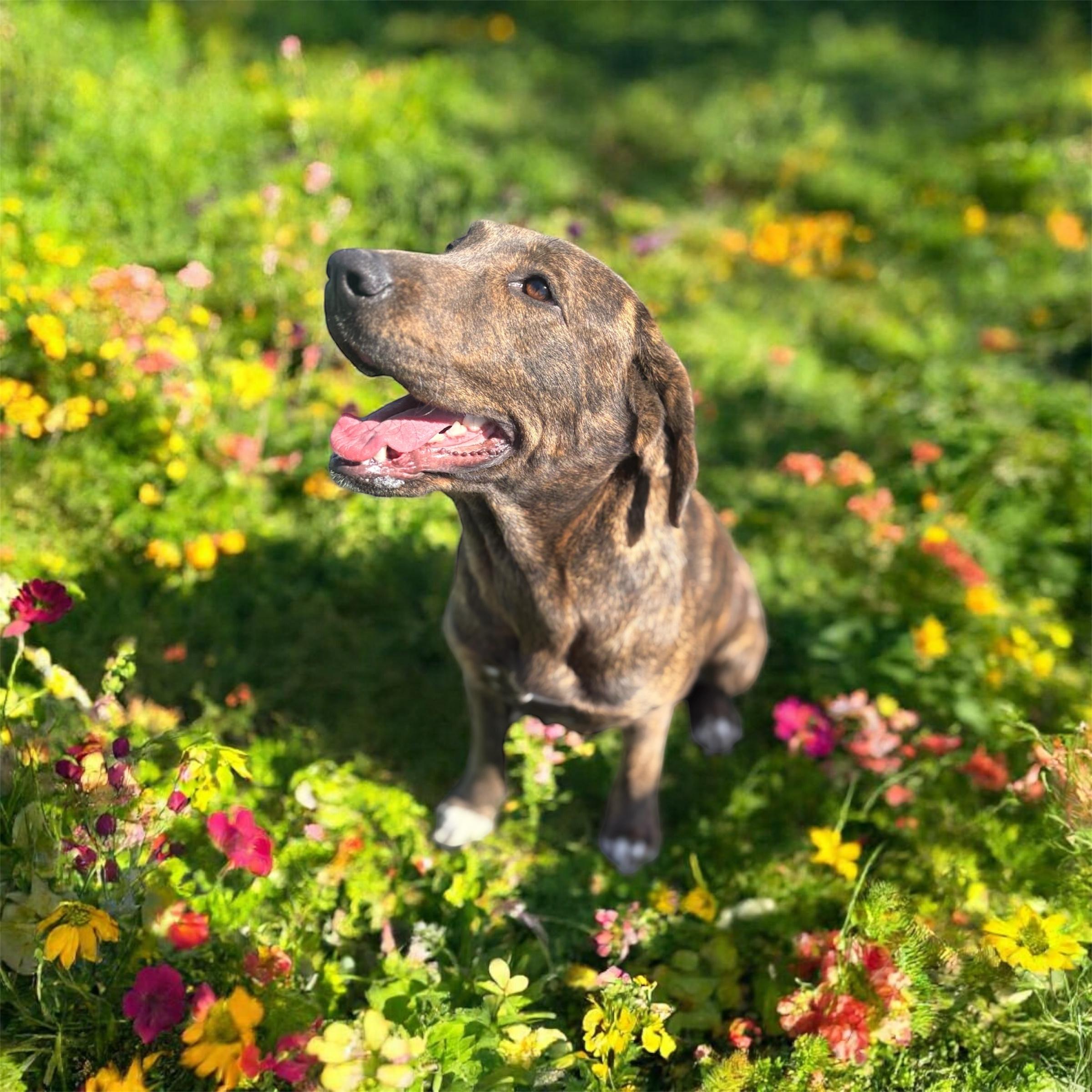 Suzie