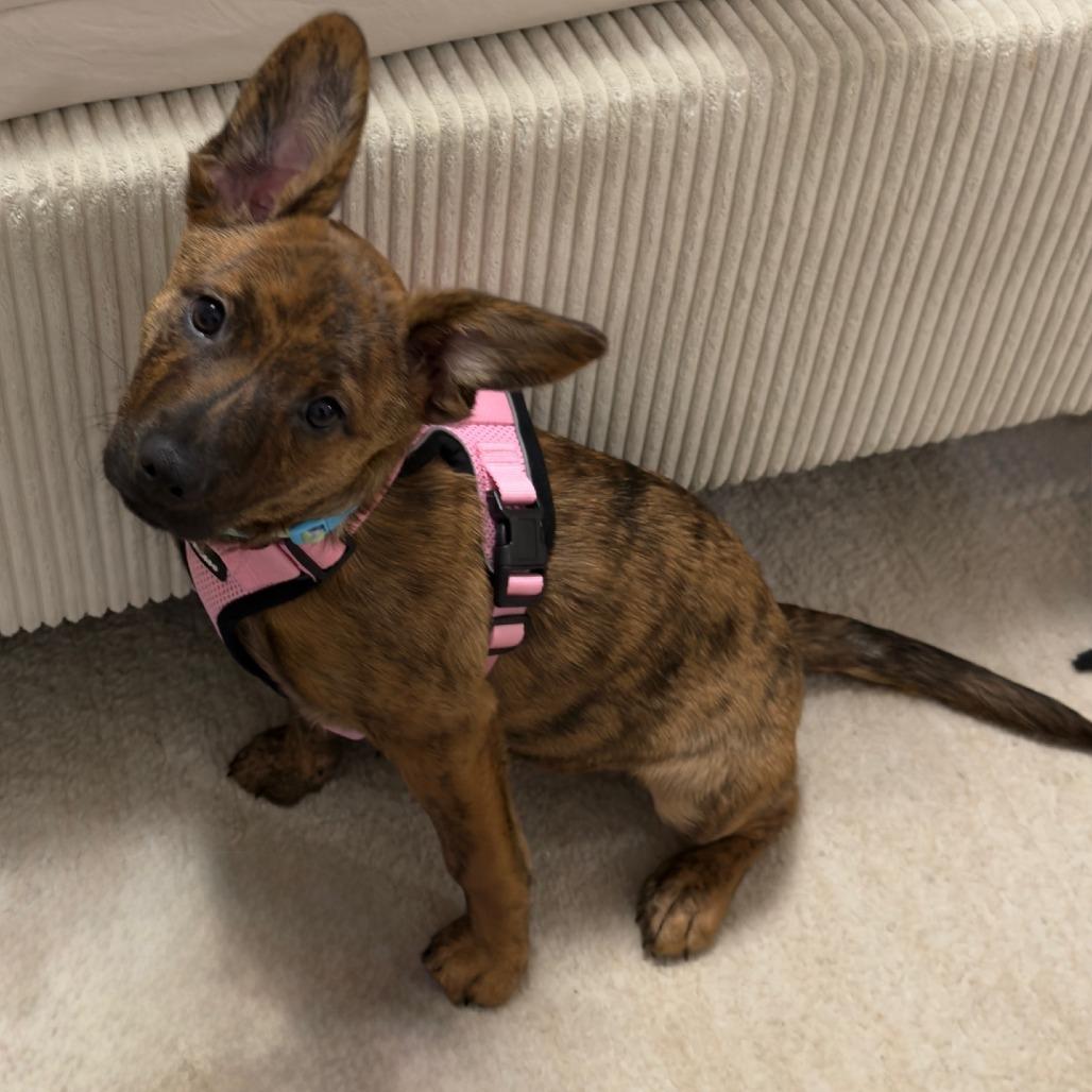 Enlarge Marigold, a Adoptable Australian Cattle Dog / Blue Heeler in Staten Island, NY image 1/6