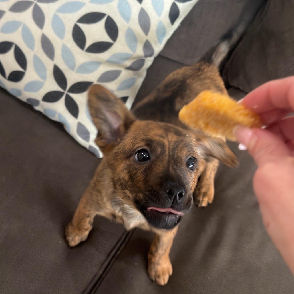 Enlarge Marigold, a Adoptable Australian Cattle Dog / Blue Heeler in Staten Island, NY image 2/6