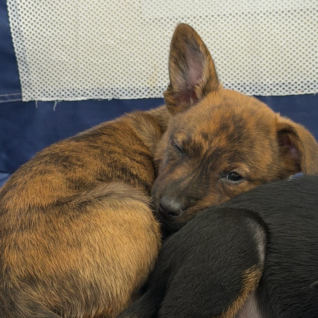 Enlarge Marigold, a Adoptable Australian Cattle Dog / Blue Heeler in Staten Island, NY image 3/6