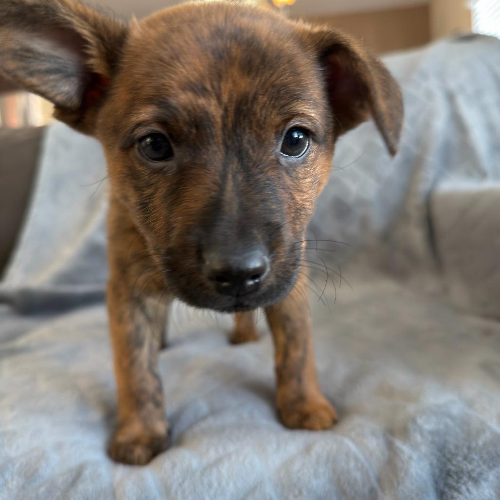 Enlarge Marigold, a Adoptable Australian Cattle Dog / Blue Heeler in Staten Island, NY image 4/6