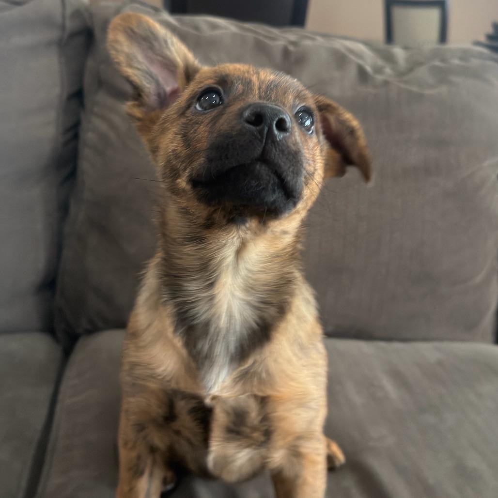 Enlarge Marigold, a Adoptable Australian Cattle Dog / Blue Heeler in Staten Island, NY image 5/6
