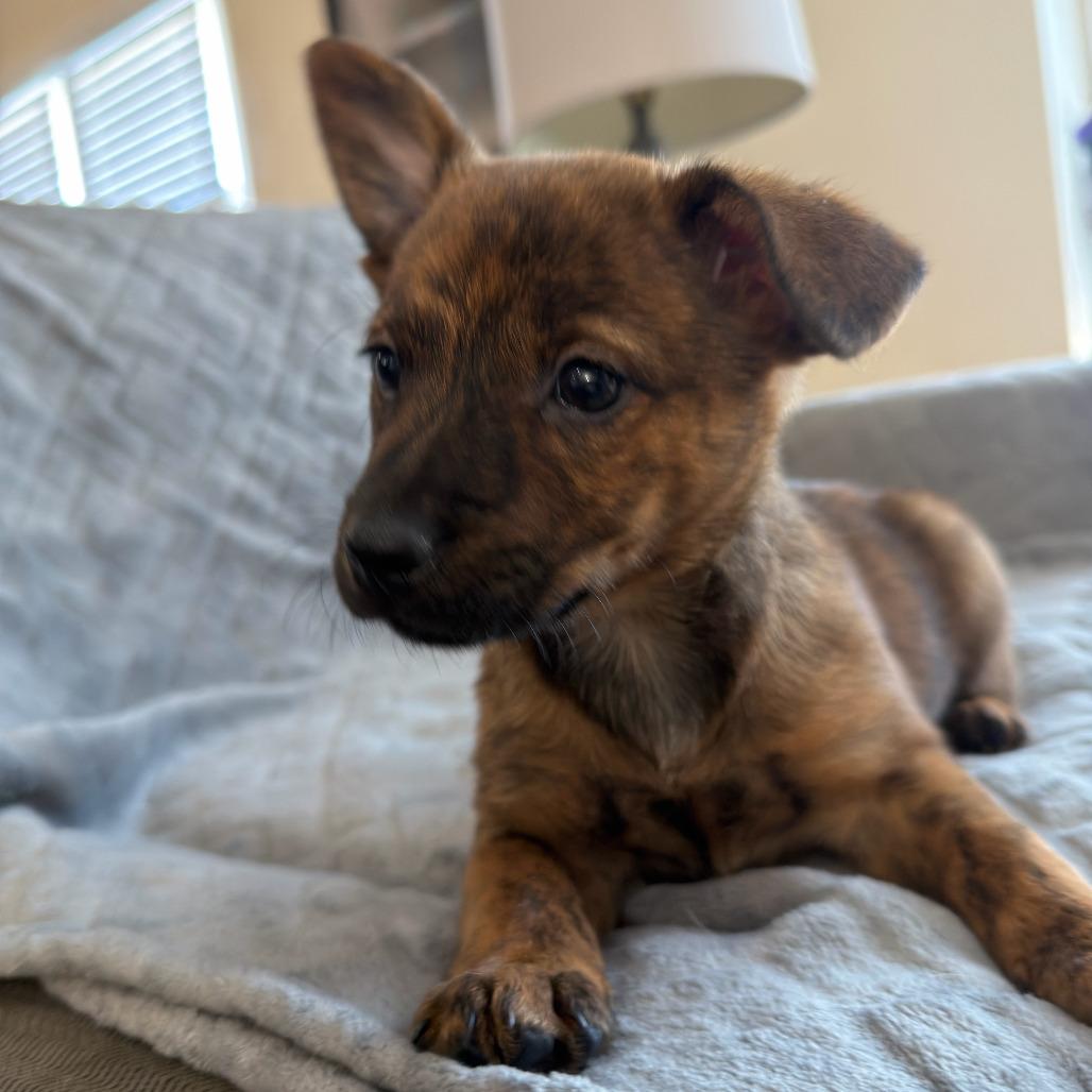 Enlarge Marigold, a Adoptable Australian Cattle Dog / Blue Heeler in Staten Island, NY image 6/6