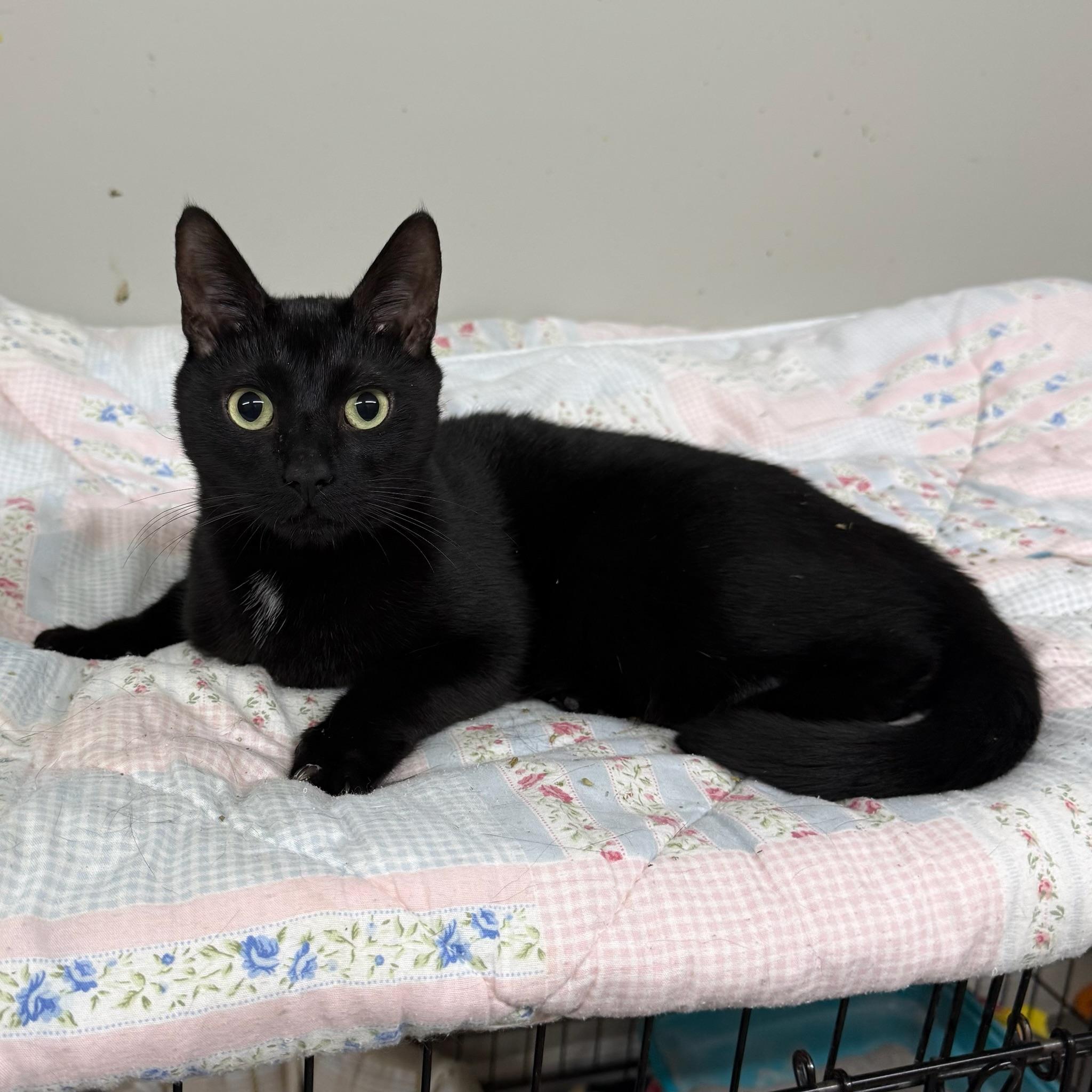 Enlarge Lil Man, a ADOPTABLE Domestic Short Hair in Hartville, OH image 4/4