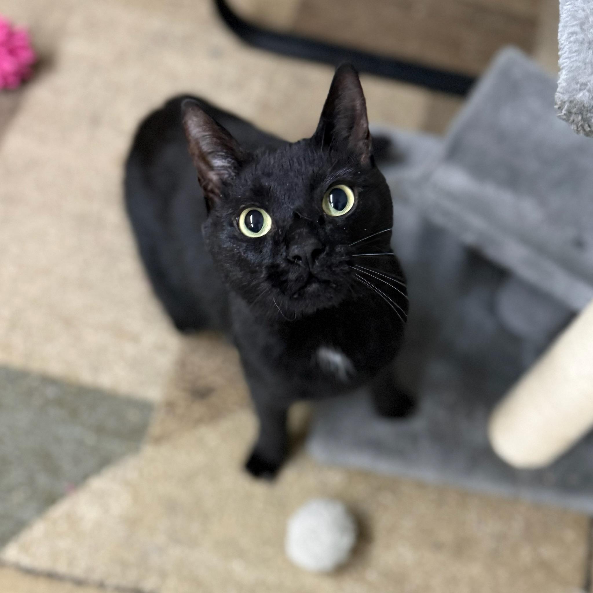 Enlarge Lil Man, a ADOPTABLE Domestic Short Hair in Hartville, OH image 3/4