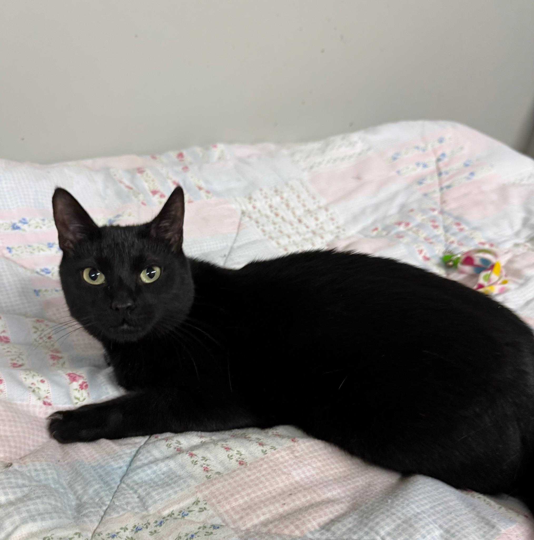 Lil Man, ADOPTABLE, Young Male Domestic Short Hair.