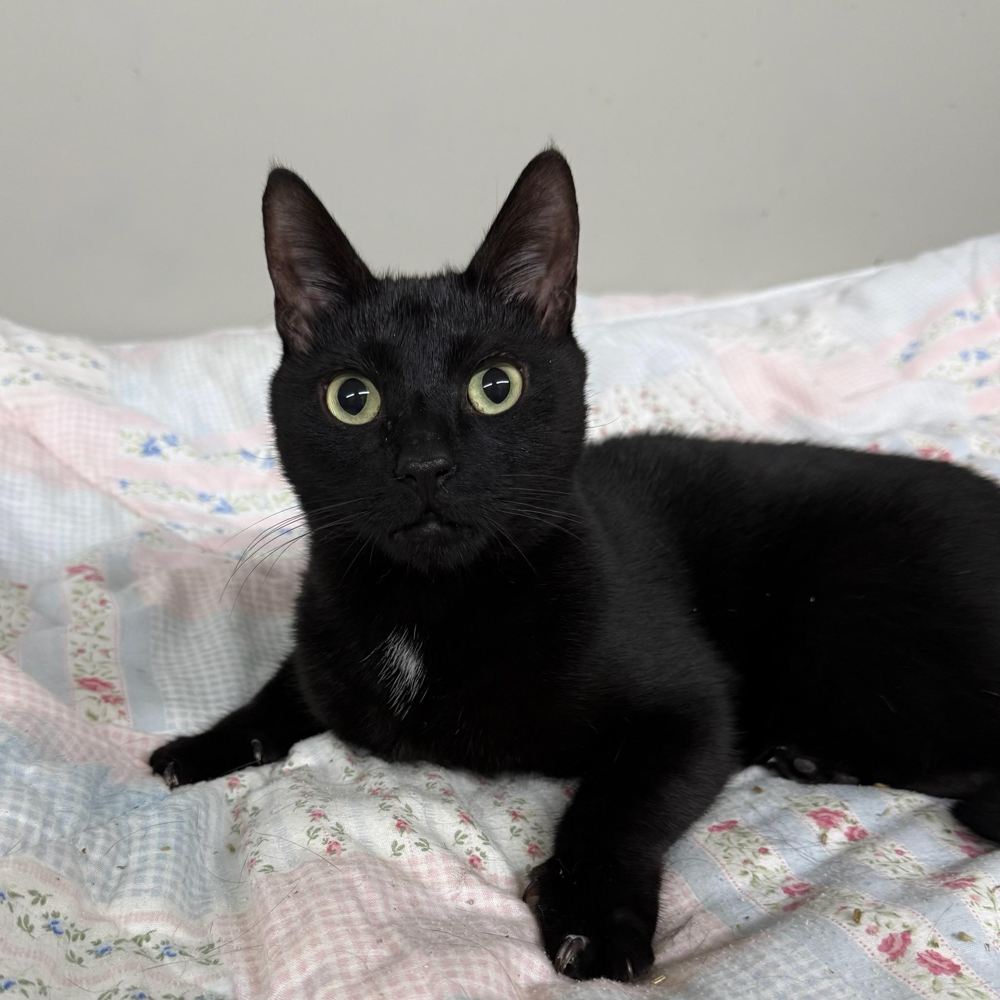 Enlarge Lil Man, a ADOPTABLE Domestic Short Hair in Hartville, OH image 2/4
