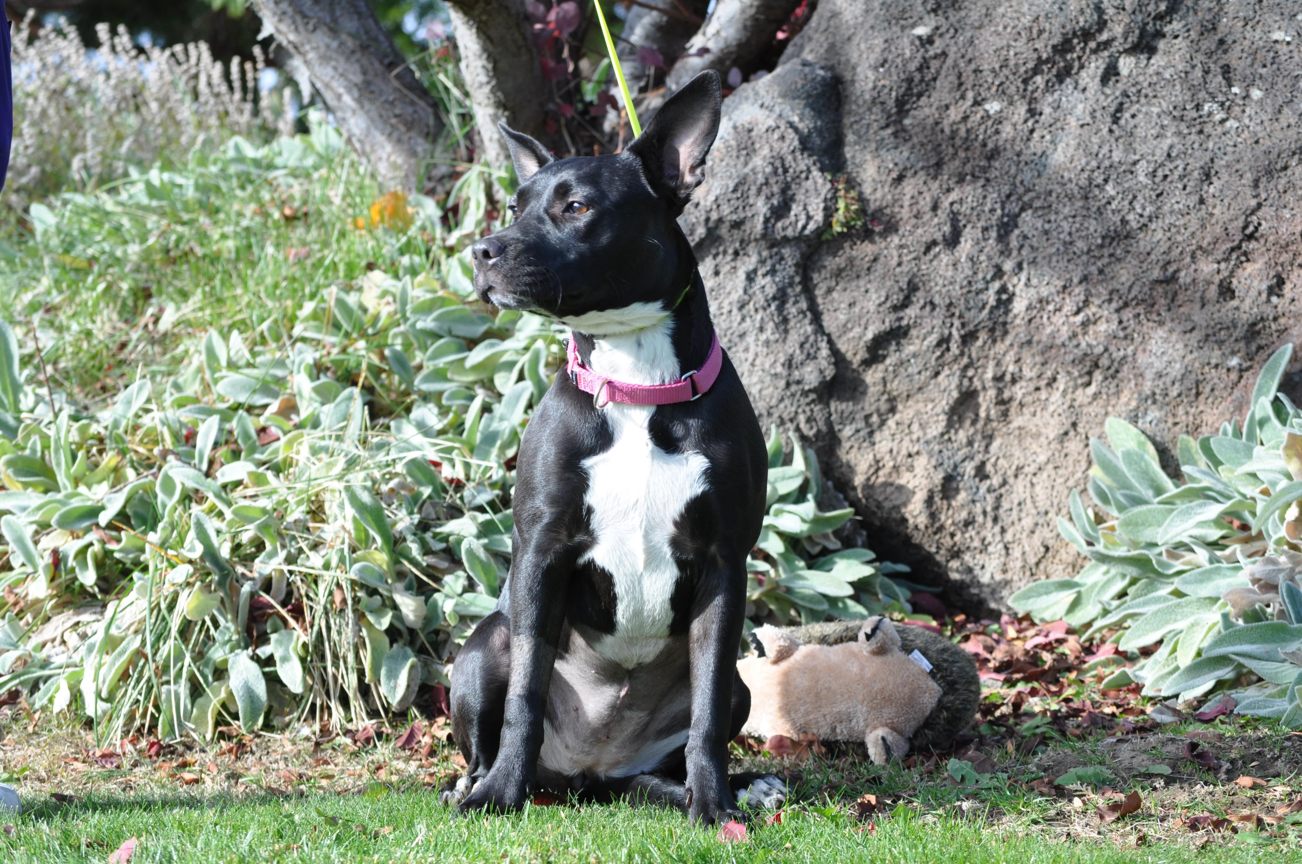 Enlarge Indigo, a ADOPTABLE mixed breed in Union Gap, WA image 5/5