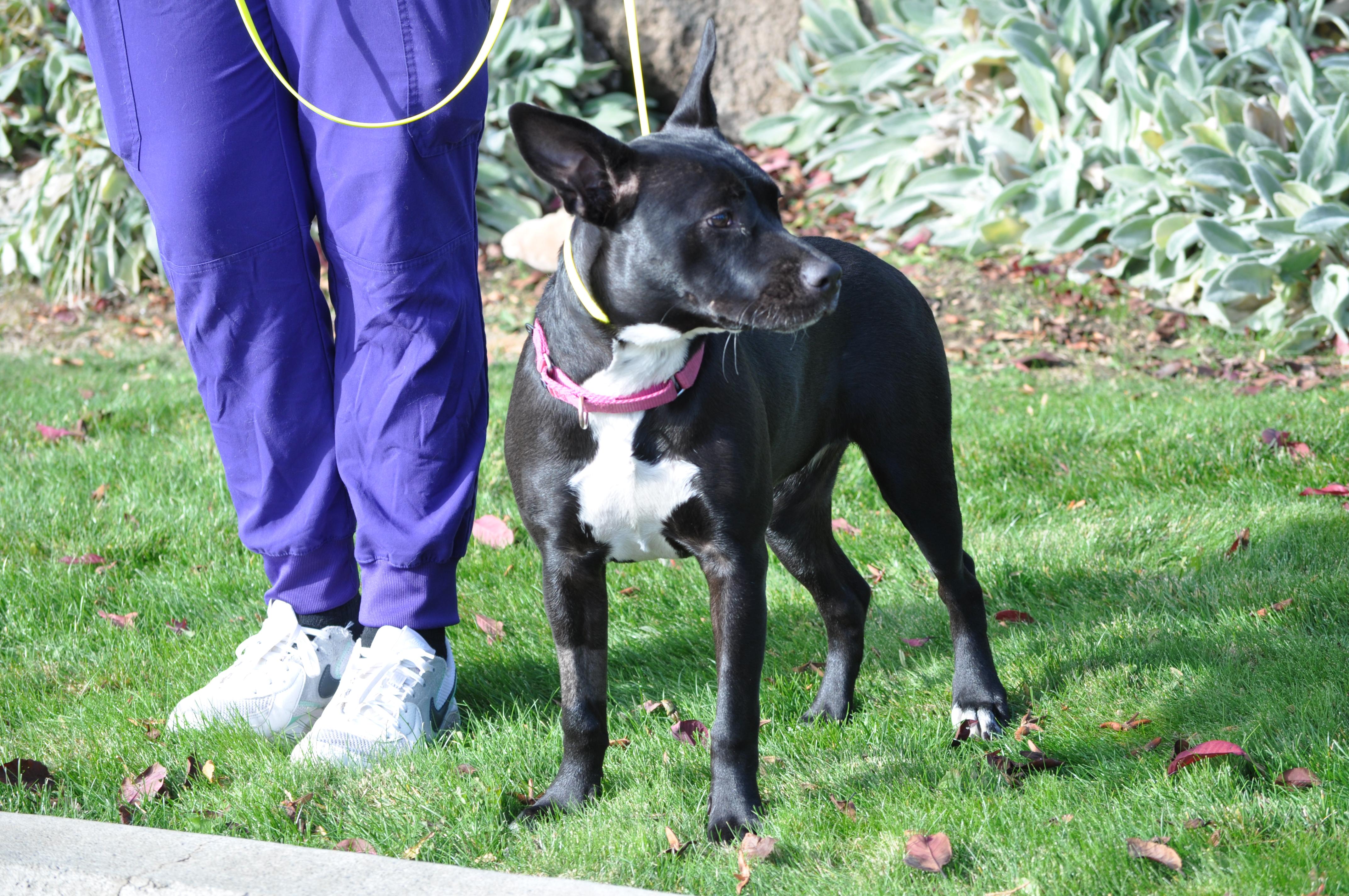 Enlarge Indigo, a ADOPTABLE mixed breed in Union Gap, WA image 4/5