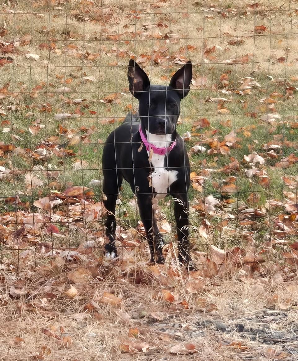 Enlarge Indigo, a ADOPTABLE mixed breed in Union Gap, WA image 2/5