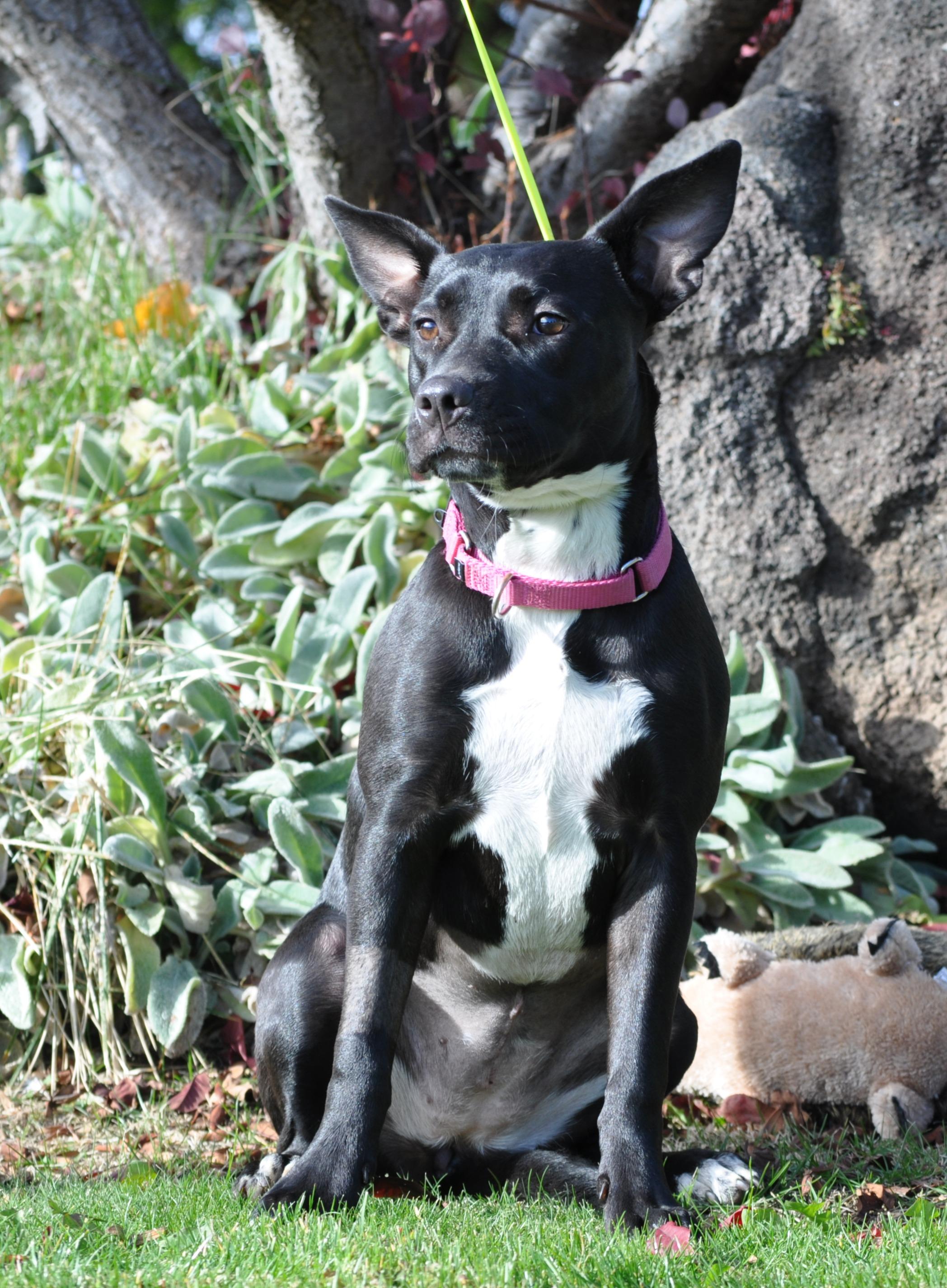 Enlarge Indigo, a ADOPTABLE mixed breed in Union Gap, WA image 1/5
