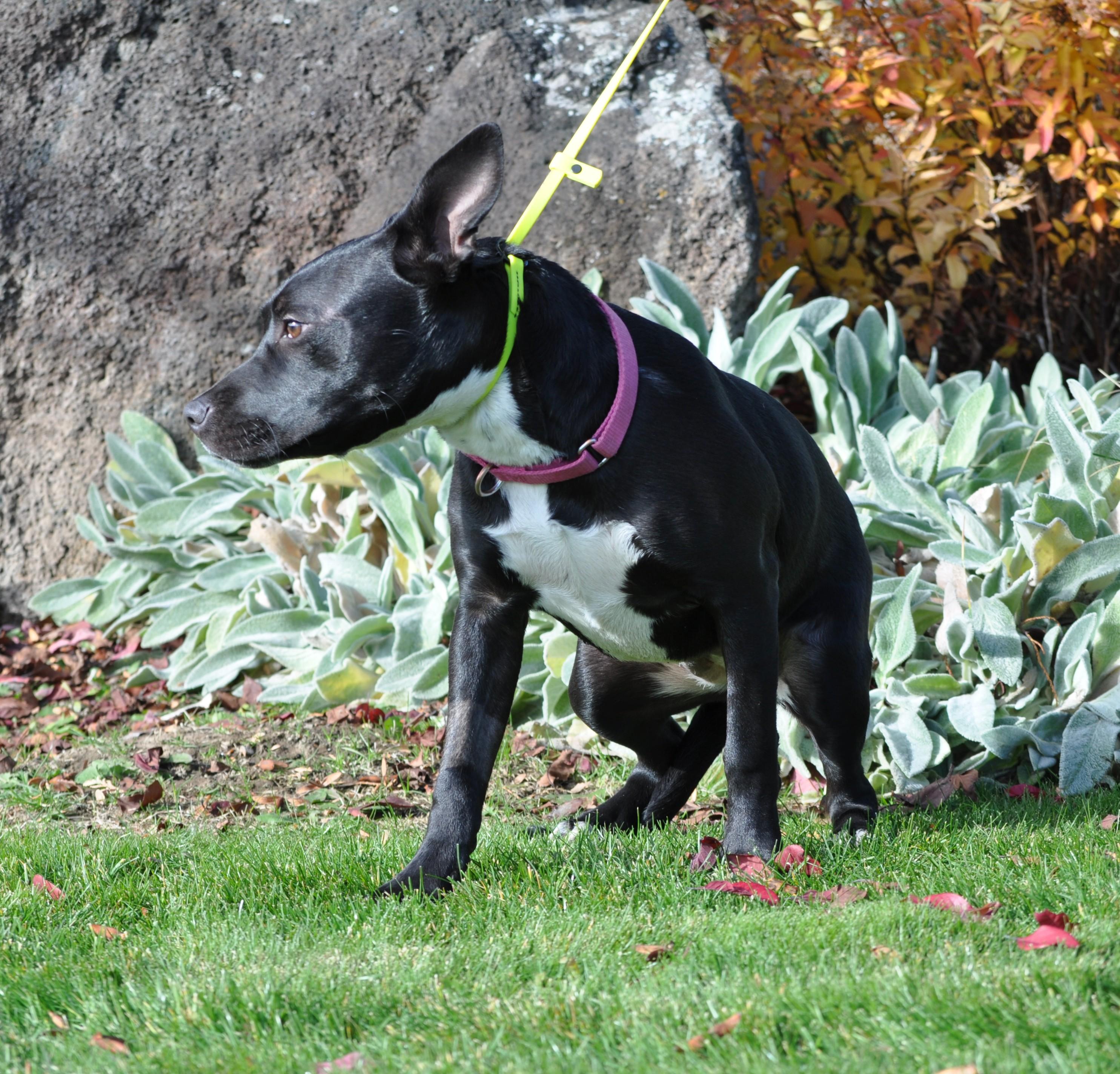 Enlarge Indigo, a ADOPTABLE mixed breed in Union Gap, WA image 3/5
