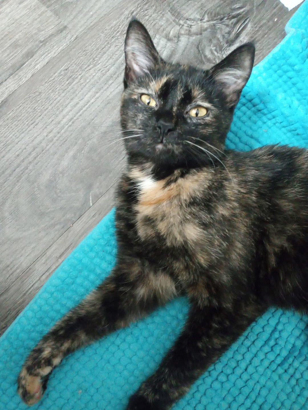 Callie, ADOPTABLE, Young Female Tortoiseshell.