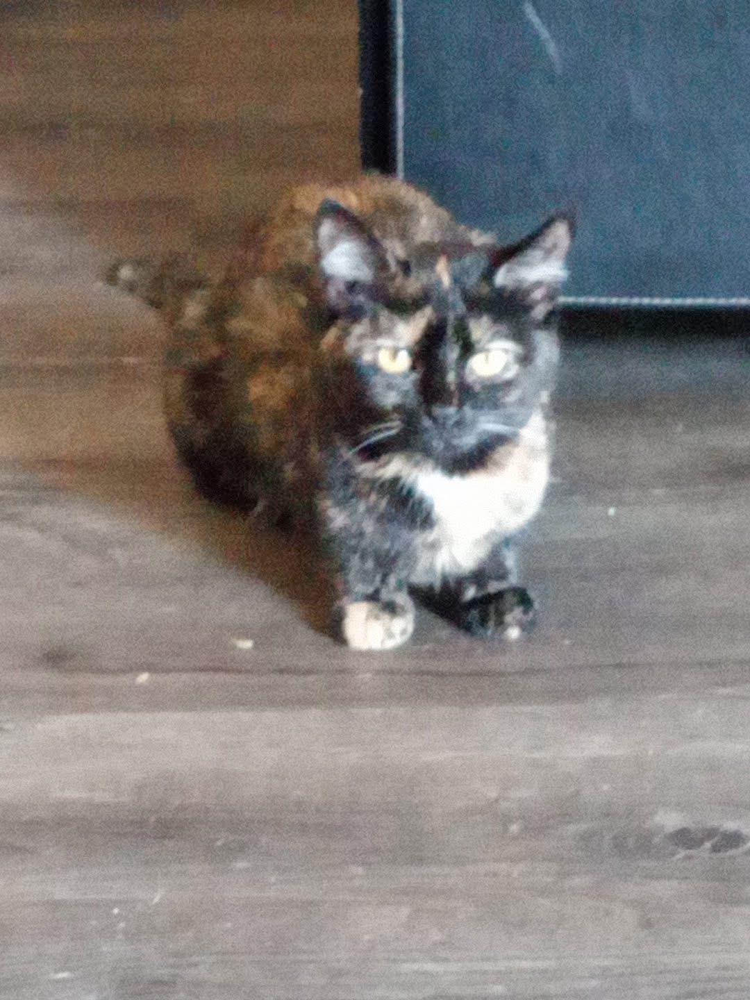 Enlarge Callie, a ADOPTABLE Tortoiseshell in Louisville, KY image 2/2