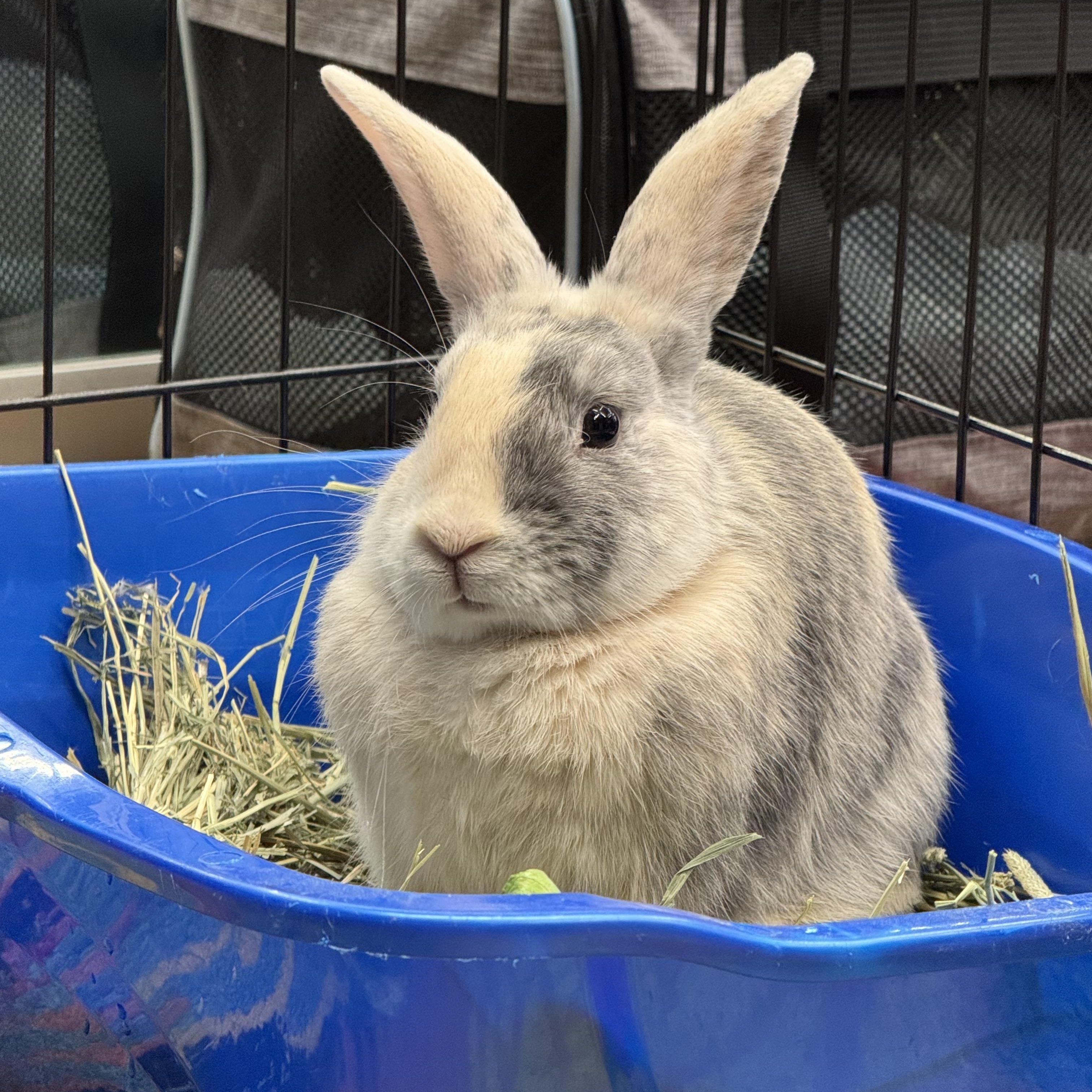 PIGLET, an adoptable Bunny Rabbit in Forest Hills, NY image 5/5