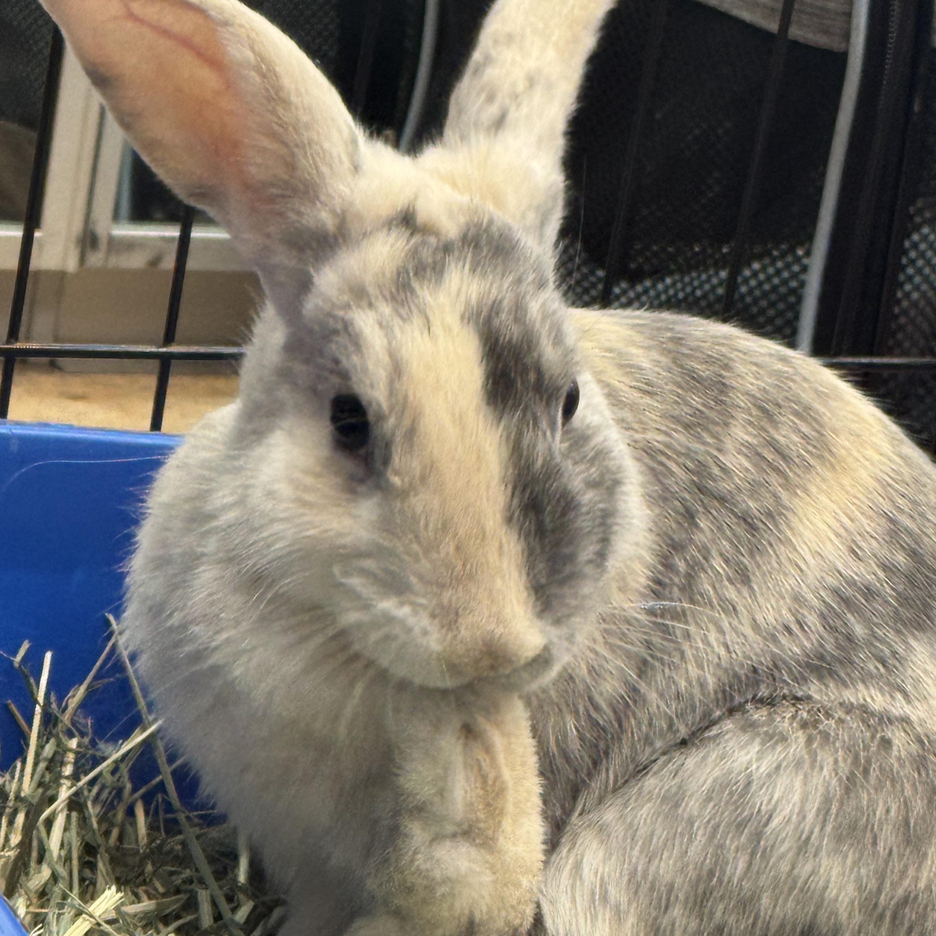 PIGLET, an adoptable Bunny Rabbit in Forest Hills, NY image 3/5