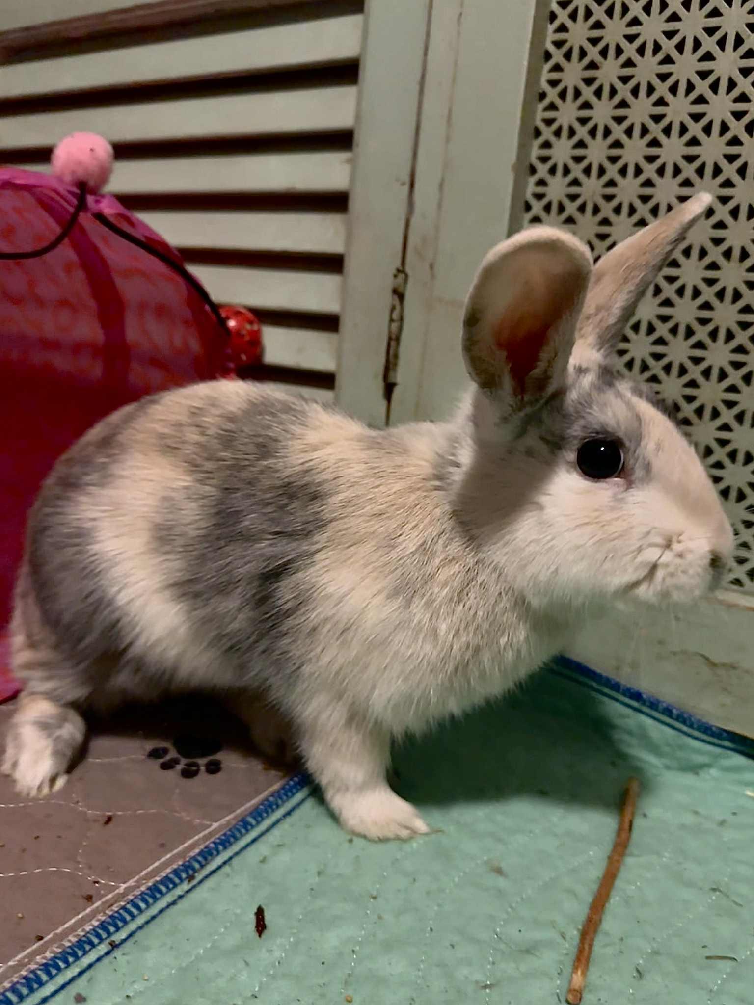 PIGLET, an adoptable Bunny Rabbit in Forest Hills, NY image 4/5