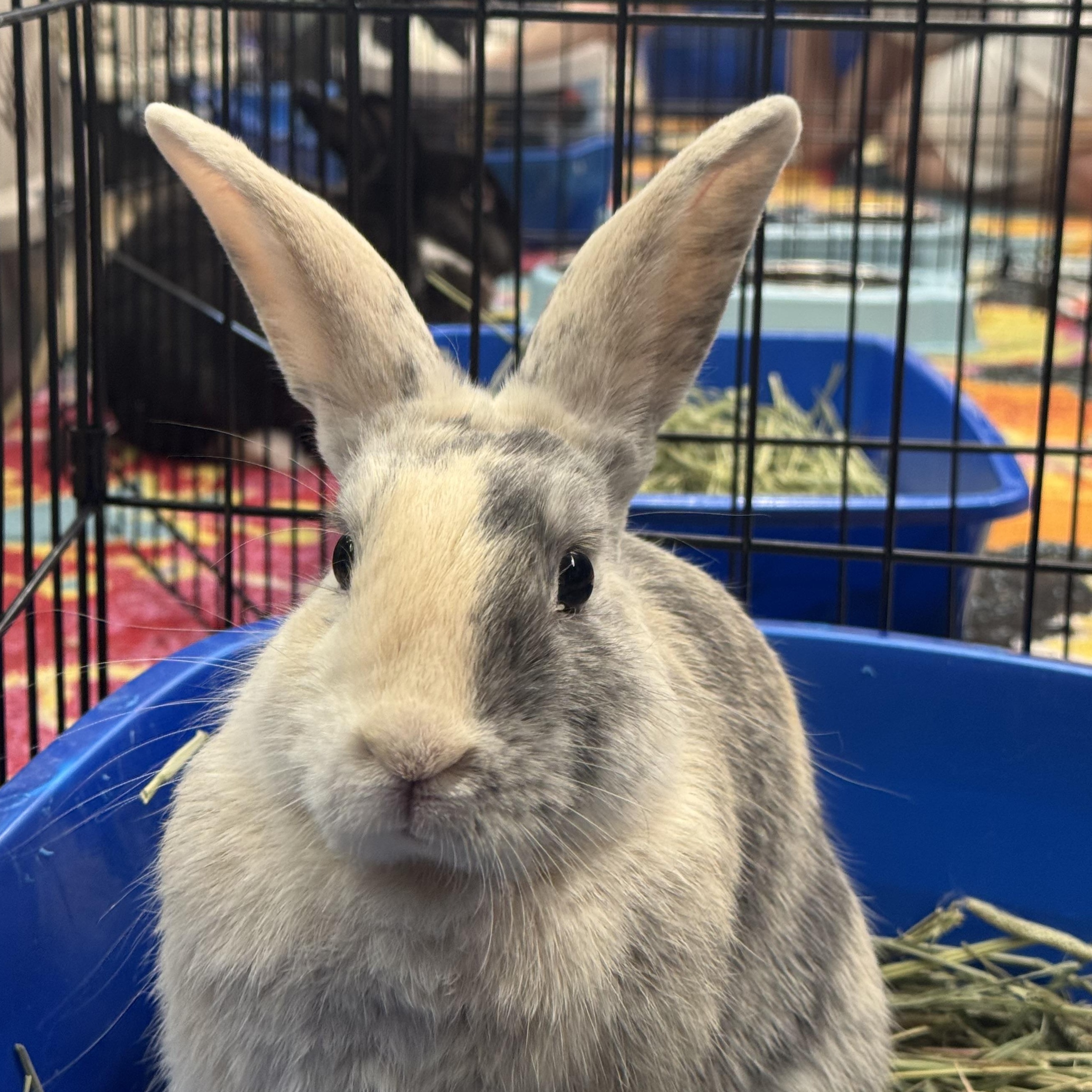 PIGLET, an adoptable Bunny Rabbit in Forest Hills, NY image 2/5