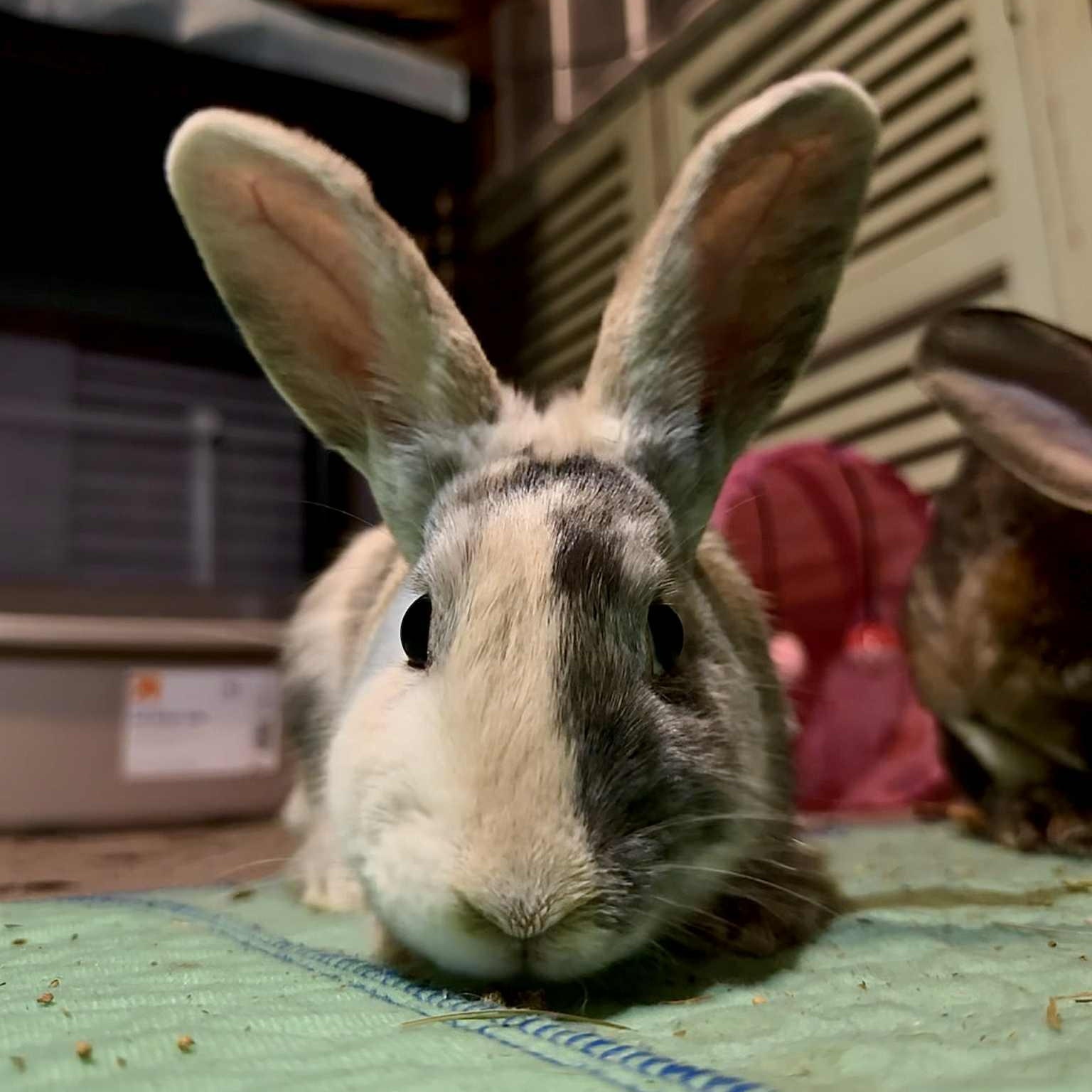 PIGLET, adoptable, Young Female Bunny Rabbit.