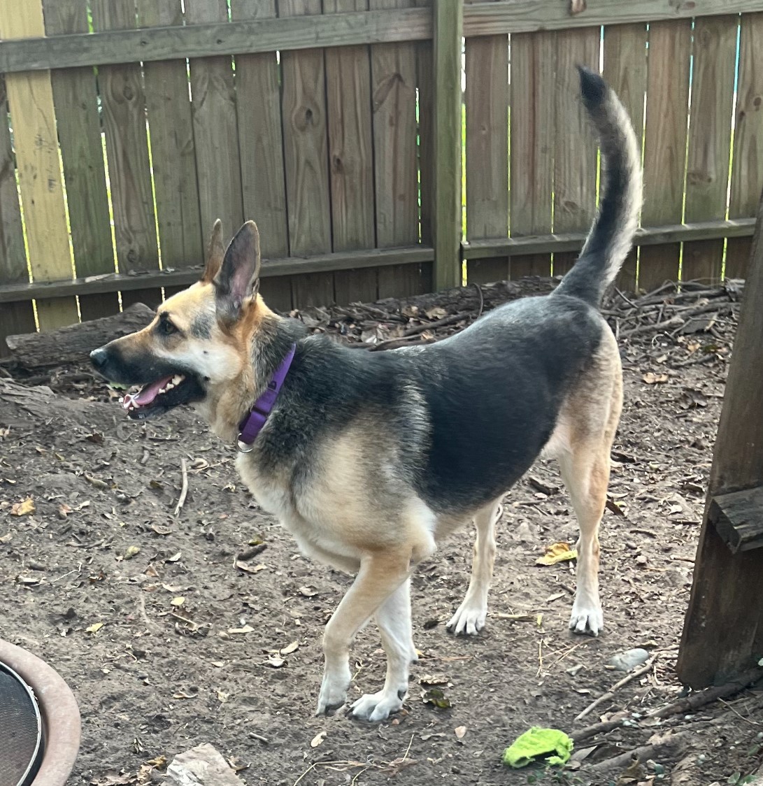 SHARIFAH — thumbnail 2