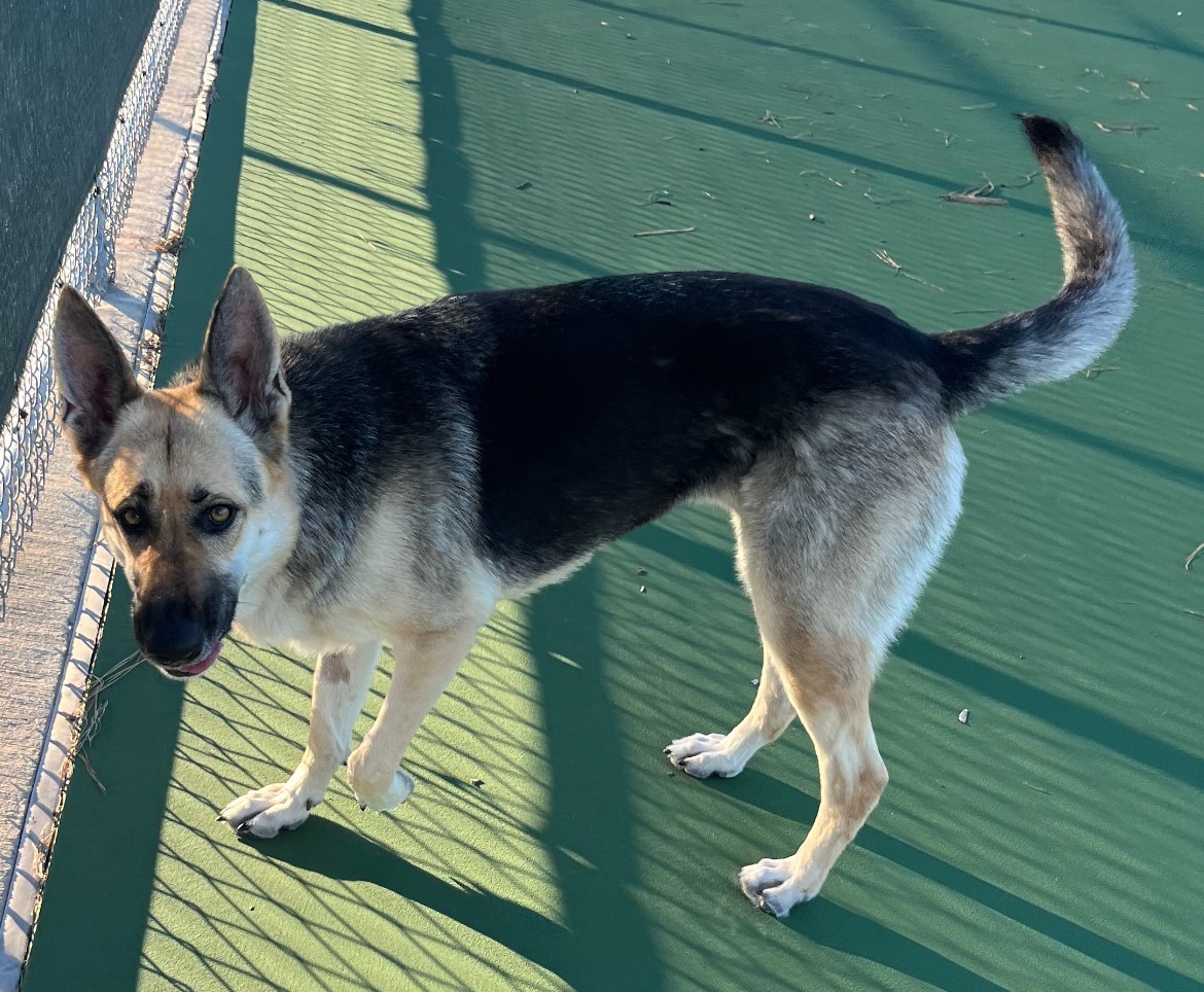 SHARIFAH — thumbnail 4