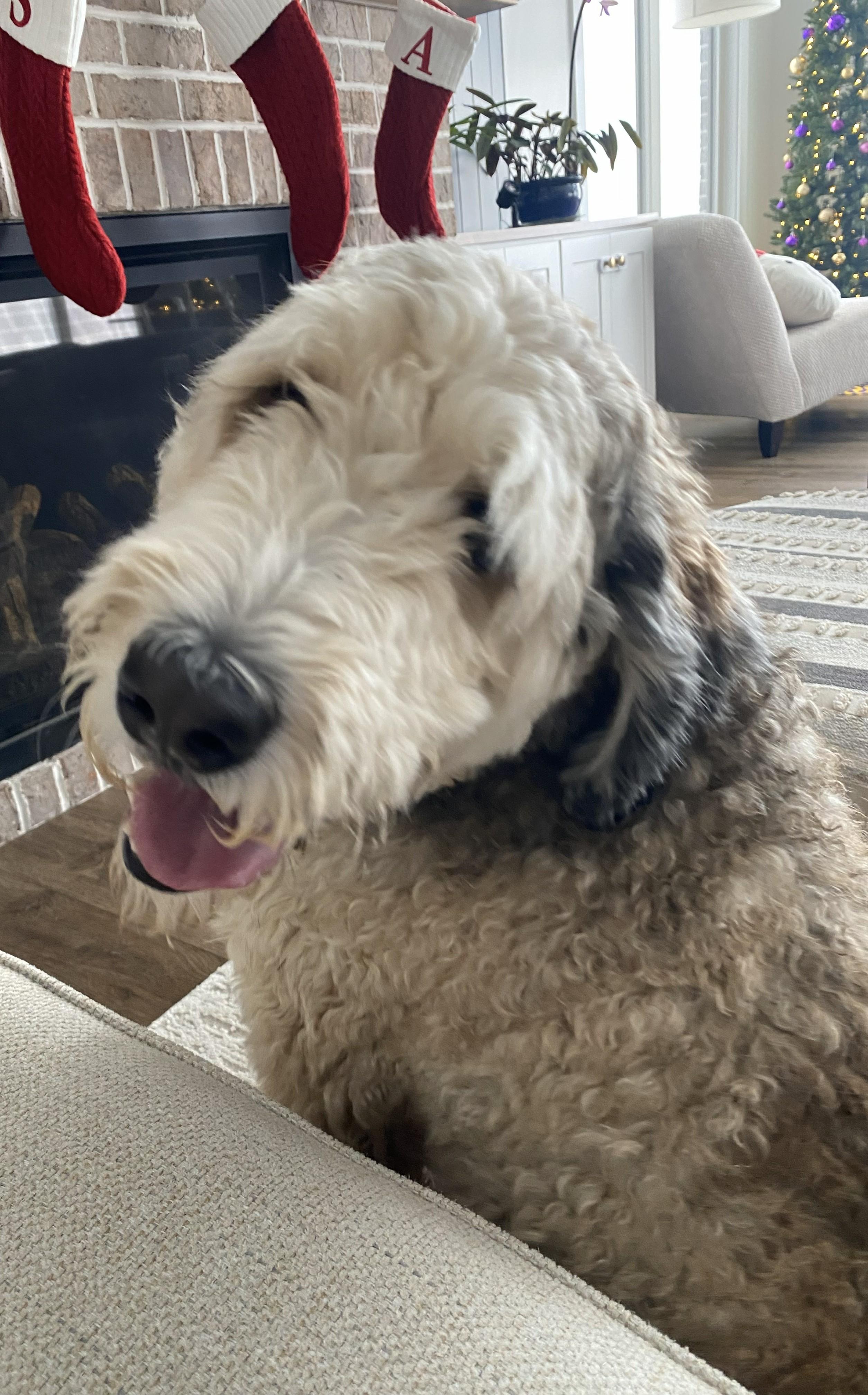 Enlarge Hooper, a Adoptable Bernadoodle in Falls Church, VA image 2/4