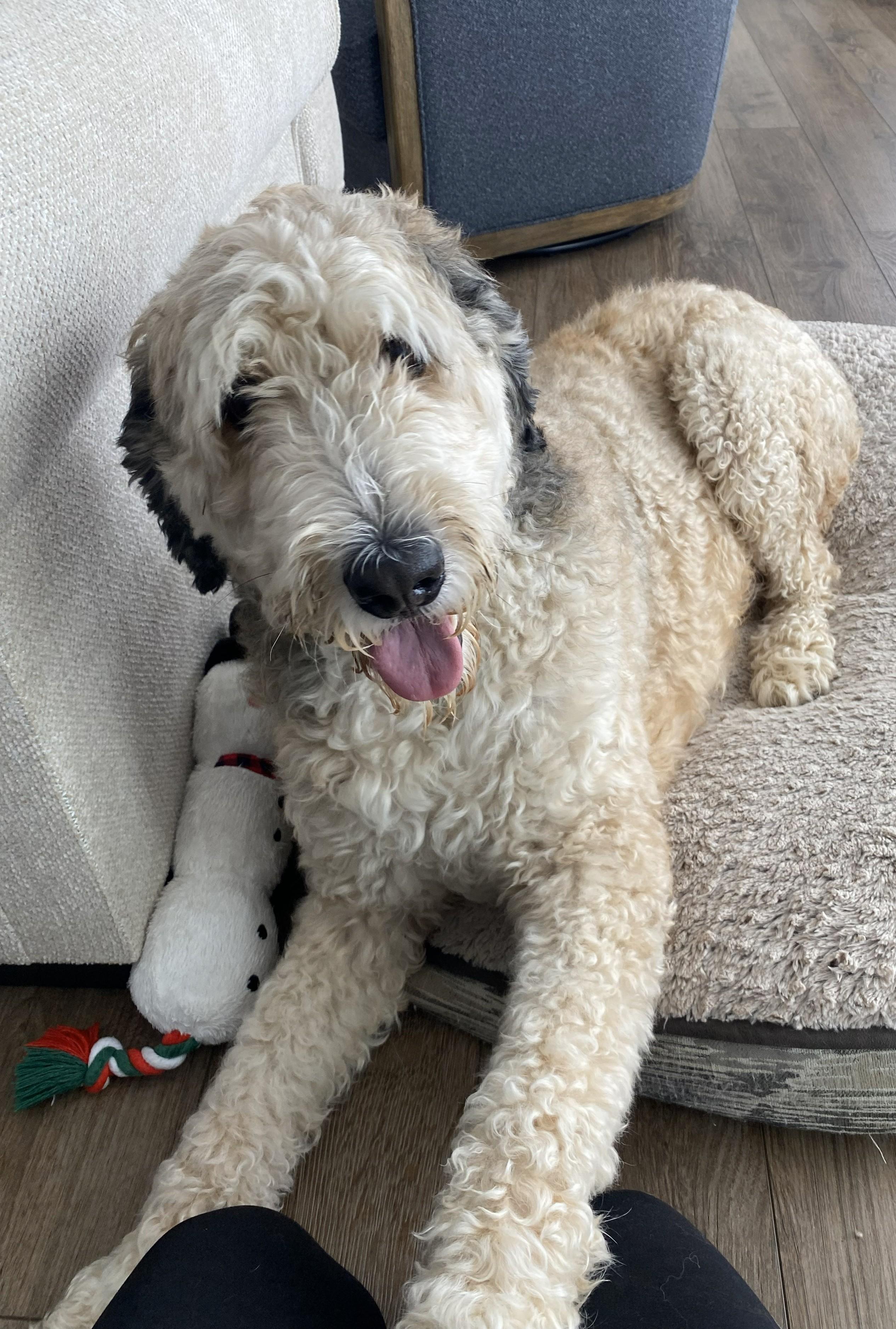 Enlarge Hooper, a Adoptable Bernadoodle in Falls Church, VA image 1/4