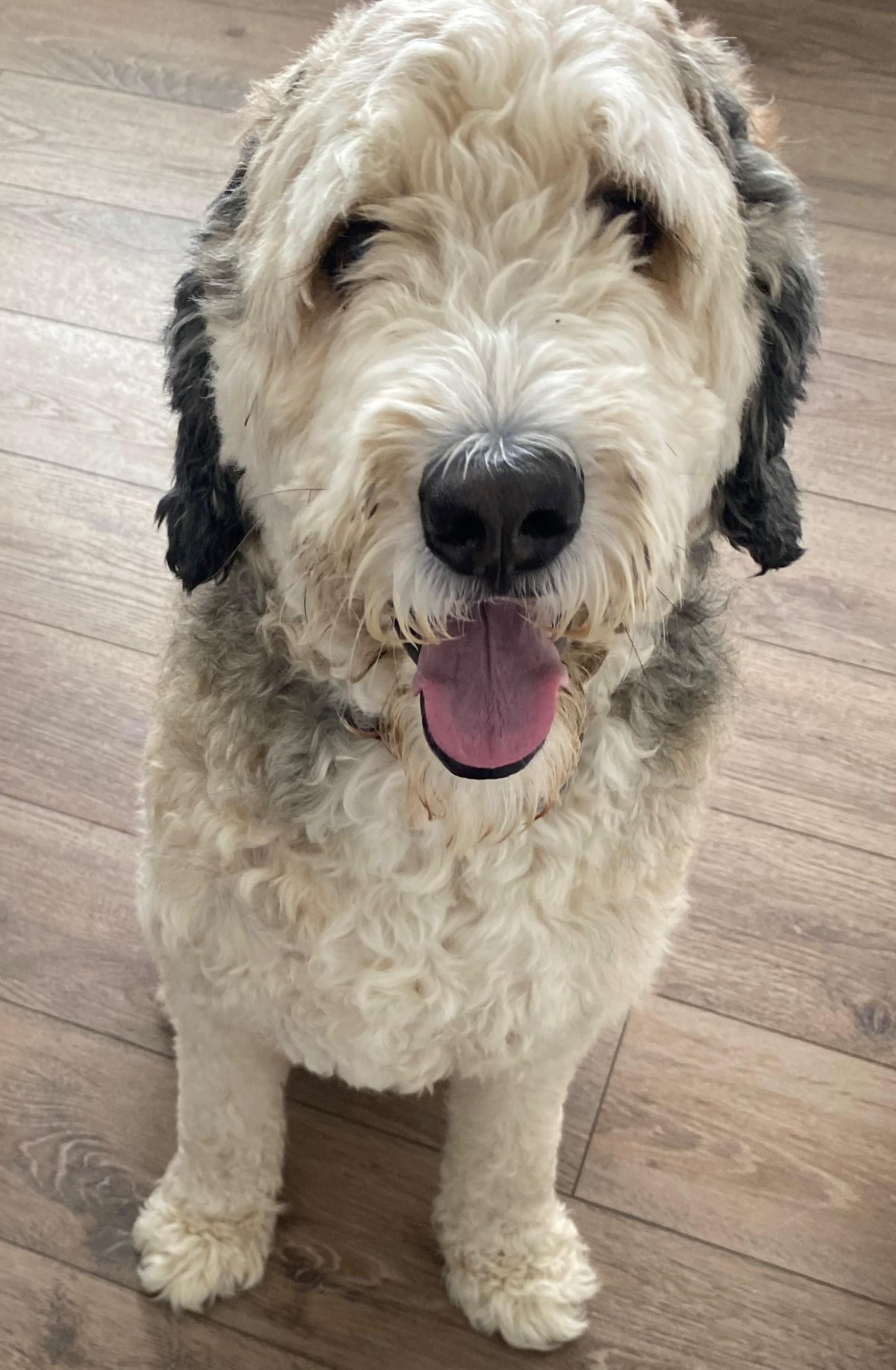Enlarge Hooper, a Adoptable Bernadoodle in Falls Church, VA image 4/4