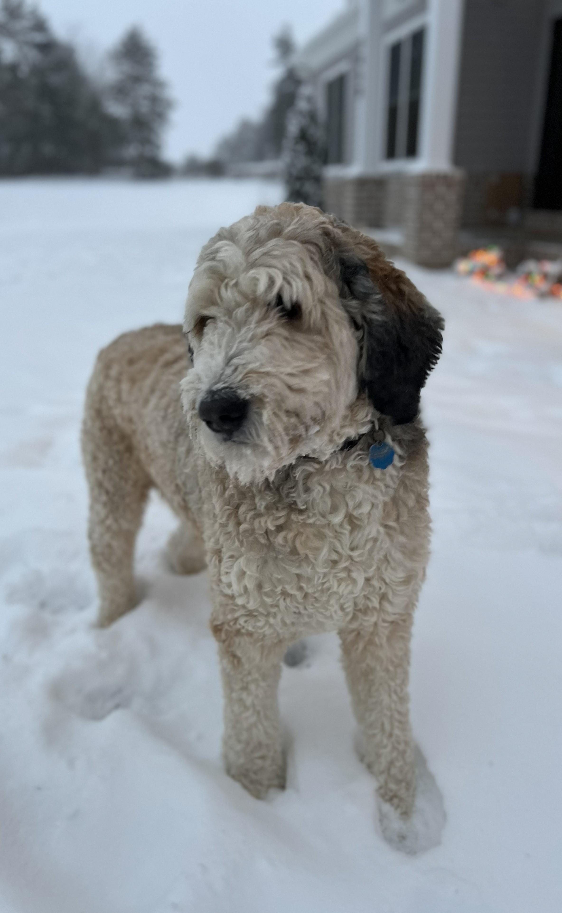 Enlarge Hooper, a Adoptable Bernadoodle in Falls Church, VA image 3/4