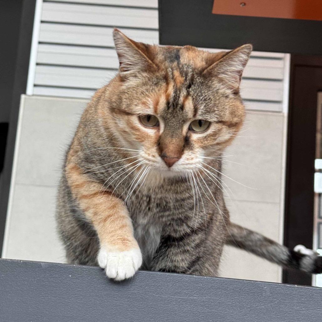 Miss Rich, Adoptable, Adult Female Domestic Short Hair.