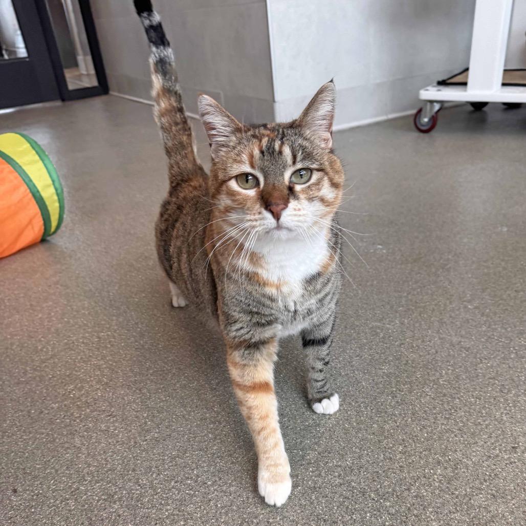 Enlarge Miss Rich, a Adoptable Domestic Short Hair in Hailey, ID image 2/4