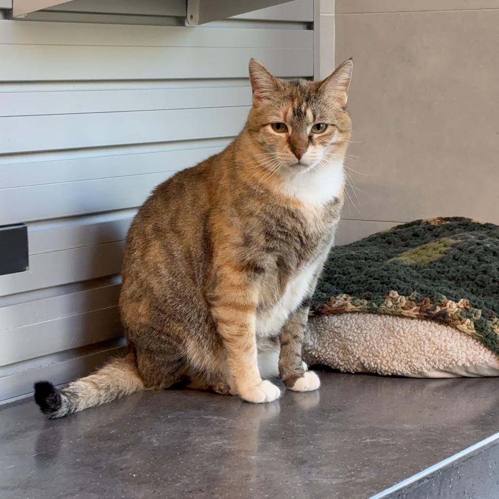 Enlarge Miss Rich, a Adoptable Domestic Short Hair in Hailey, ID image 3/6
