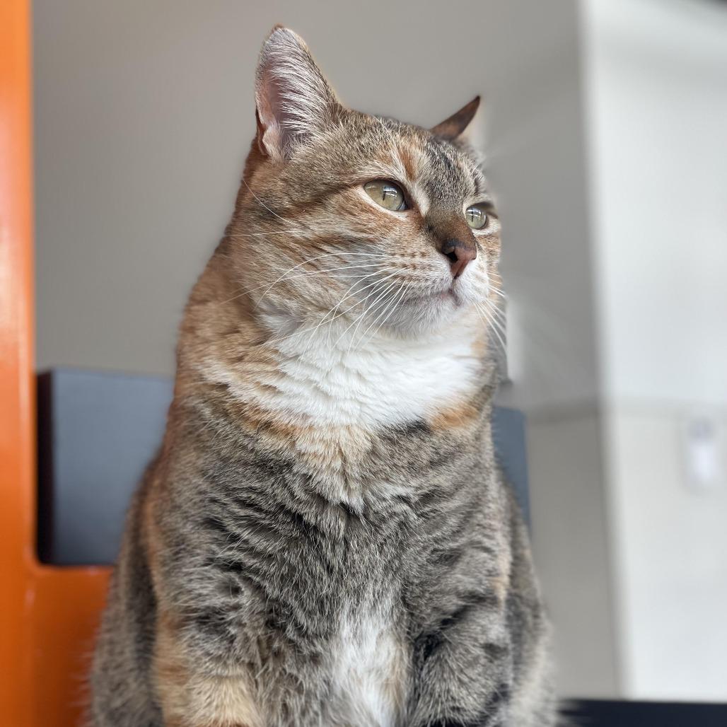 Enlarge Miss Rich, a Adoptable Domestic Short Hair in Hailey, ID image 3/4