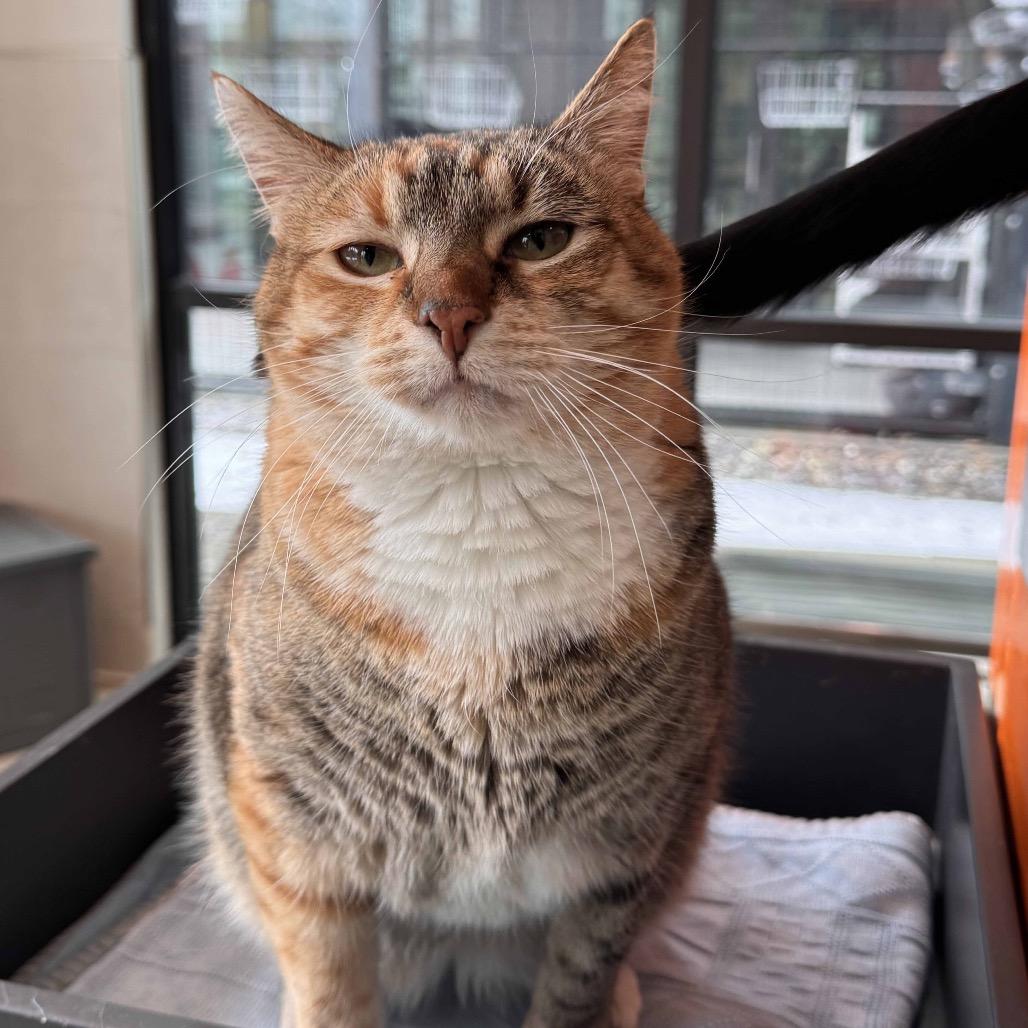 Enlarge Miss Rich, a Adoptable Domestic Short Hair in Hailey, ID image 4/4