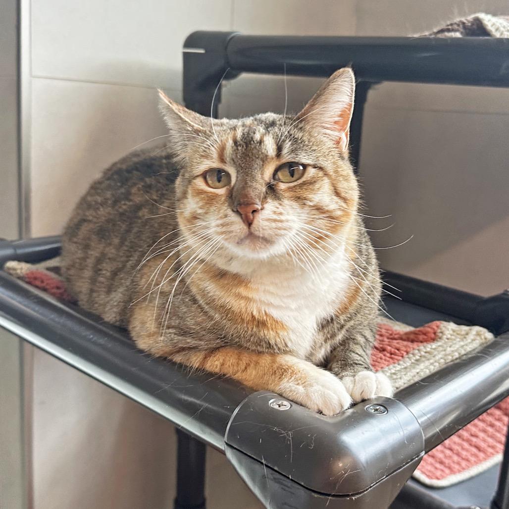Enlarge Miss Rich, a Adoptable Domestic Short Hair in Hailey, ID image 6/6