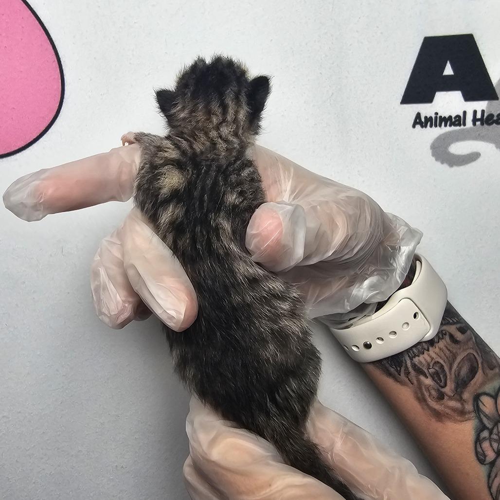 Lil Purr, Adoptable, Kitten Male American Shorthair & American Shorthair.