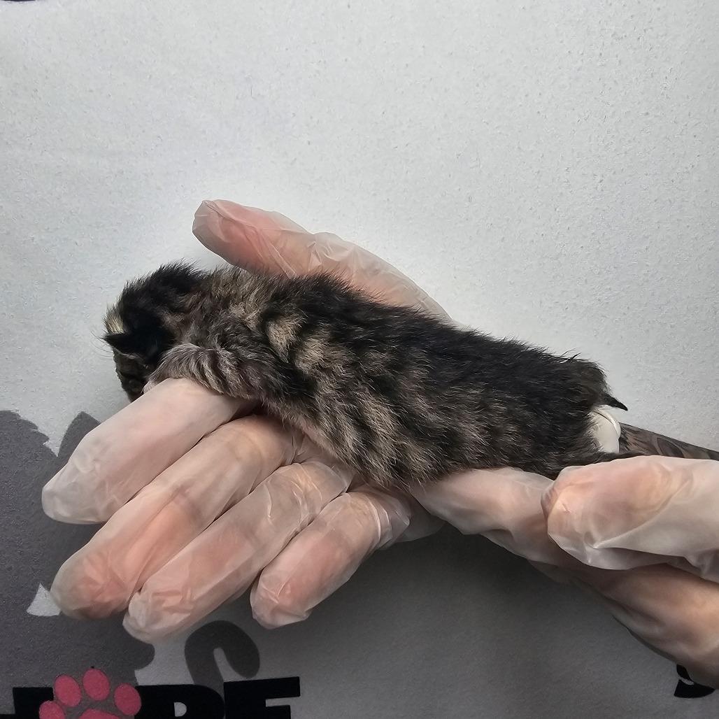 Enlarge Lil Purr, a Adoptable mixed breed in Milton, FL image 2/3