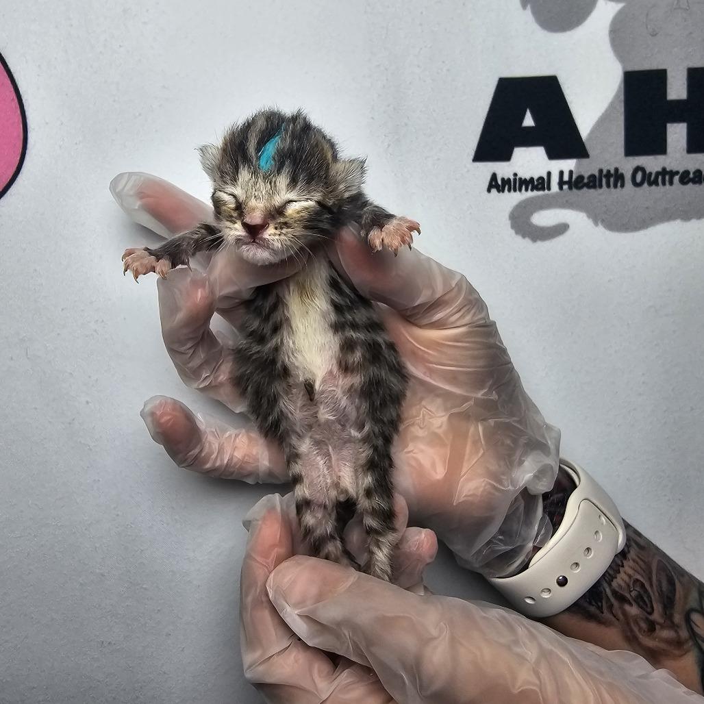 Enlarge Lil Purr, a Adoptable mixed breed in Milton, FL image 3/3