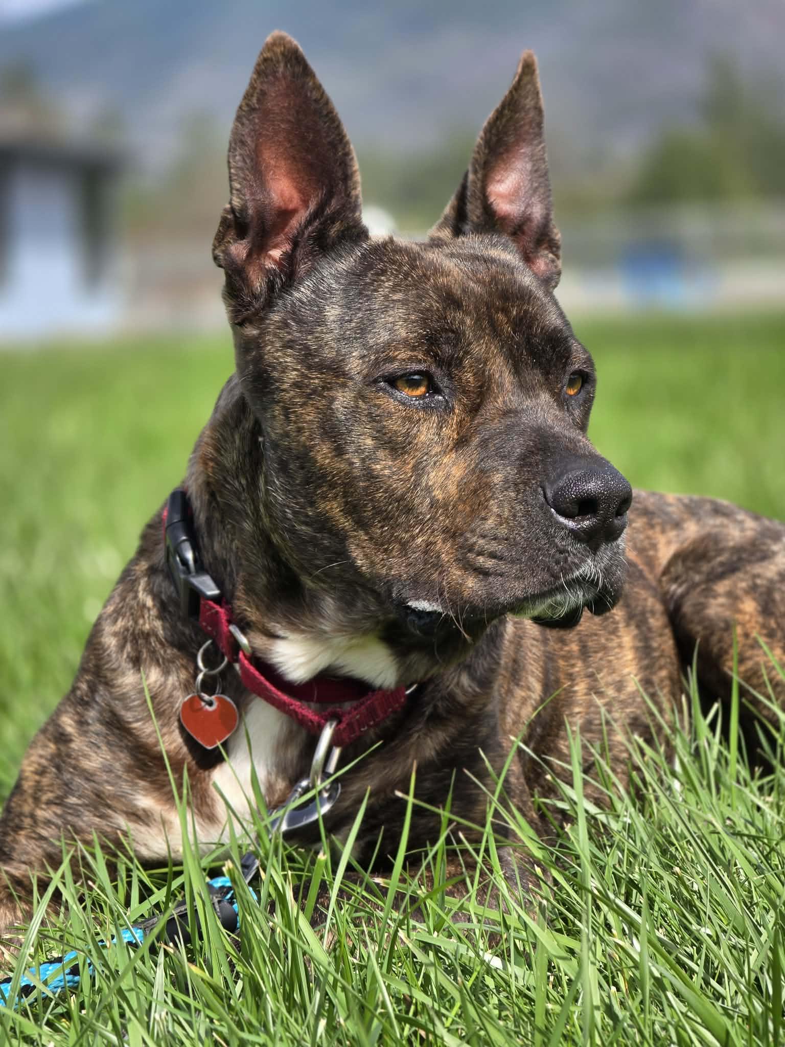 Enlarge Hundo, a Adoptable mixed breed in Grants Pass, OR image 5/6
