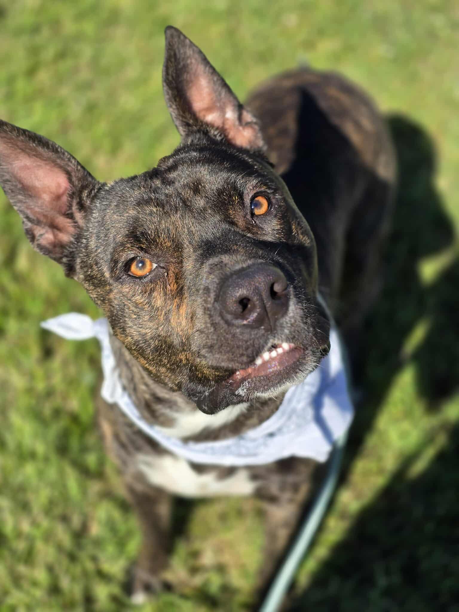 Hundo, Adoptable, Young Male American Staffordshire Terrier & Australian Cattle Dog / Blue Heeler.