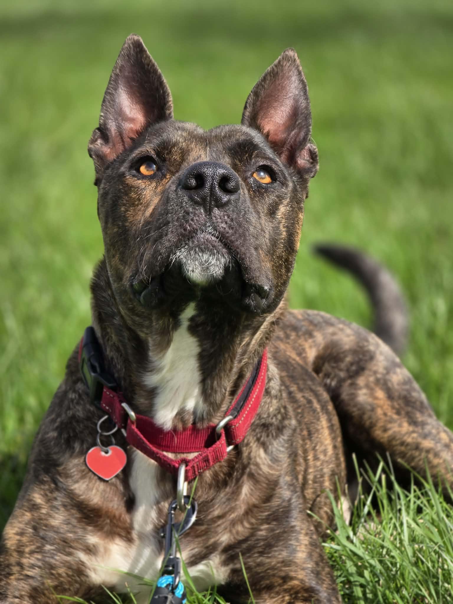 Enlarge Hundo, a Adoptable mixed breed in Grants Pass, OR image 3/6