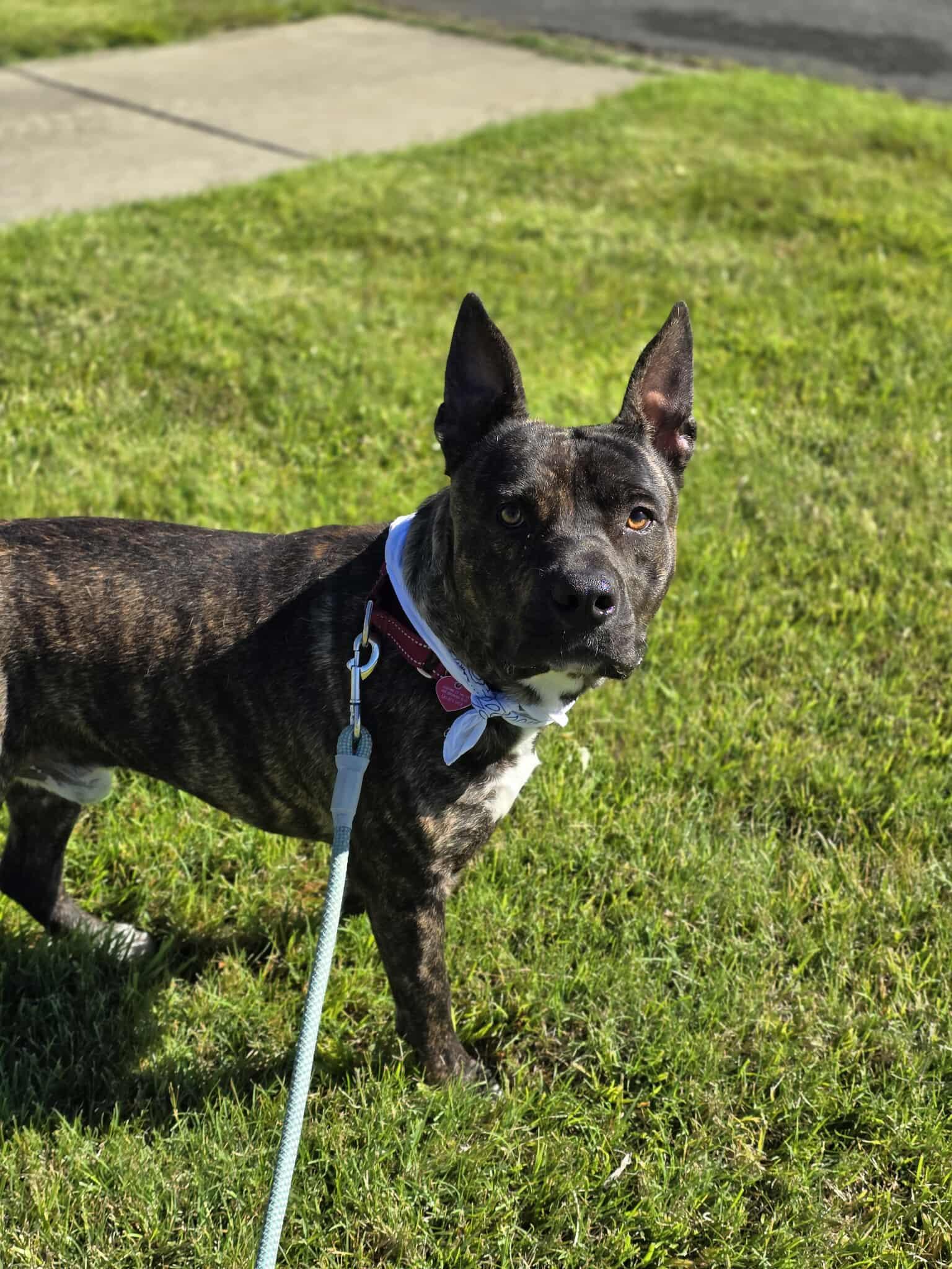 Hundo, an adoptable American Staffordshire Terrier, Australian Cattle Dog / Blue Heeler in Grants Pass, OR, 97526 | Photo Image 3