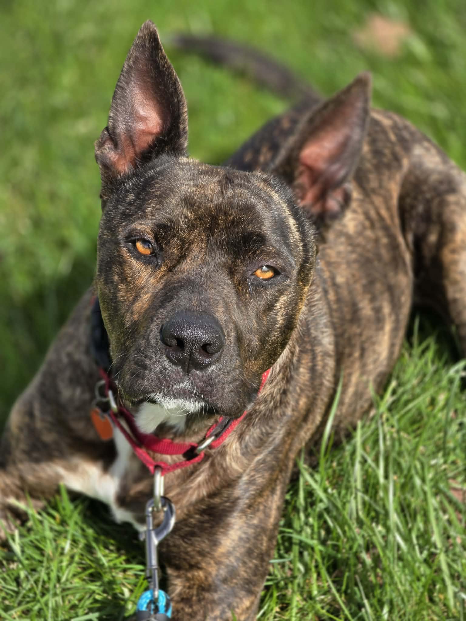 Hundo, Adoptable, Young Male American Staffordshire Terrier & Australian Cattle Dog / Blue Heeler.