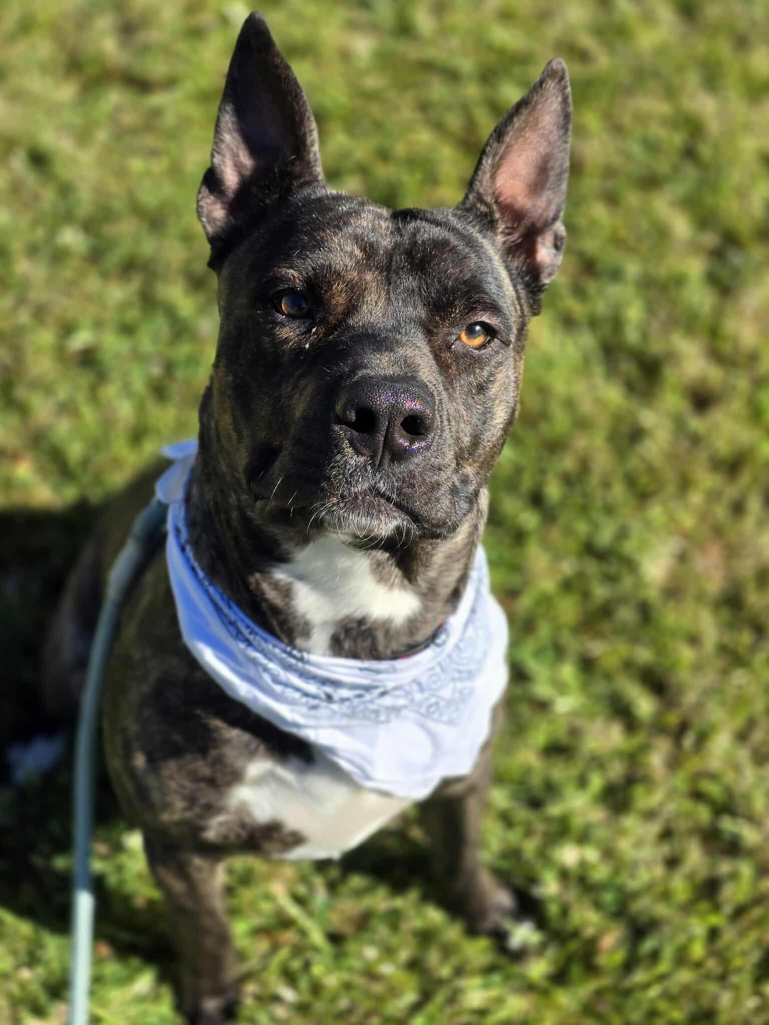 Hundo, an adoptable American Staffordshire Terrier, Australian Cattle Dog / Blue Heeler in Grants Pass, OR, 97526 | Photo Image 5