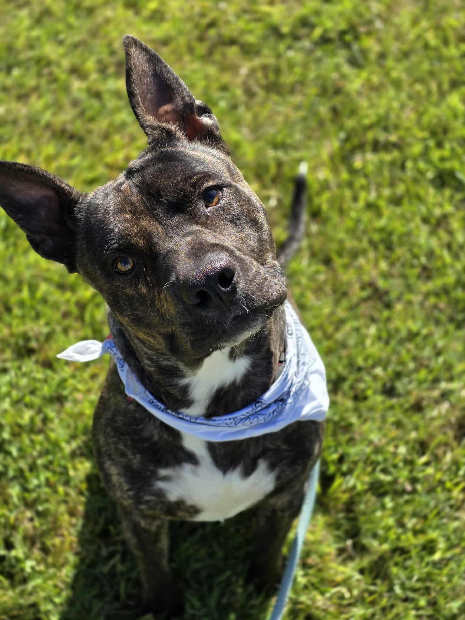 Hundo, an adoptable American Staffordshire Terrier, Australian Cattle Dog / Blue Heeler in Grants Pass, OR, 97526 | Photo Image 1