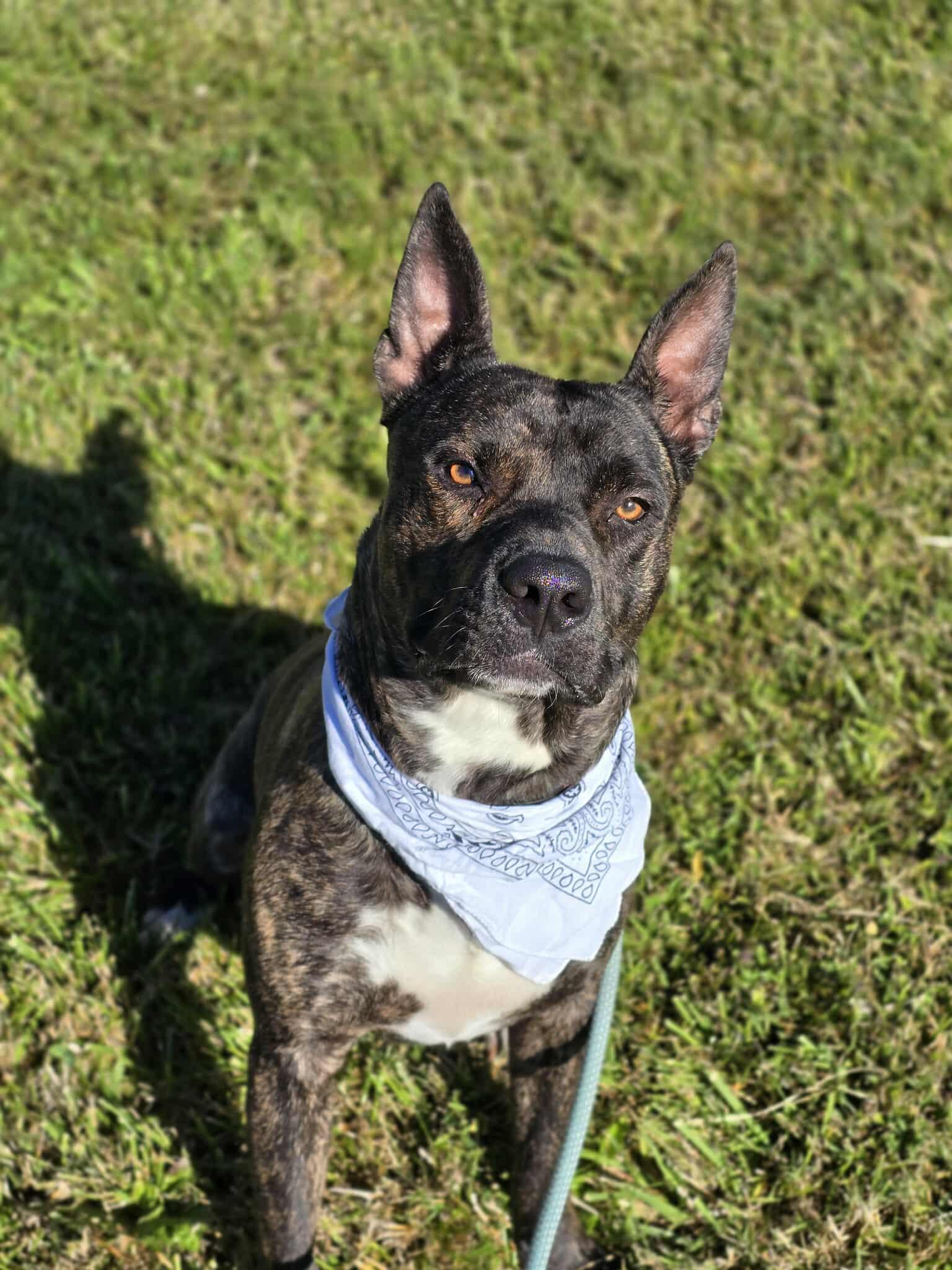 Hundo, an adoptable American Staffordshire Terrier, Australian Cattle Dog / Blue Heeler in Grants Pass, OR, 97526 | Photo Image 4