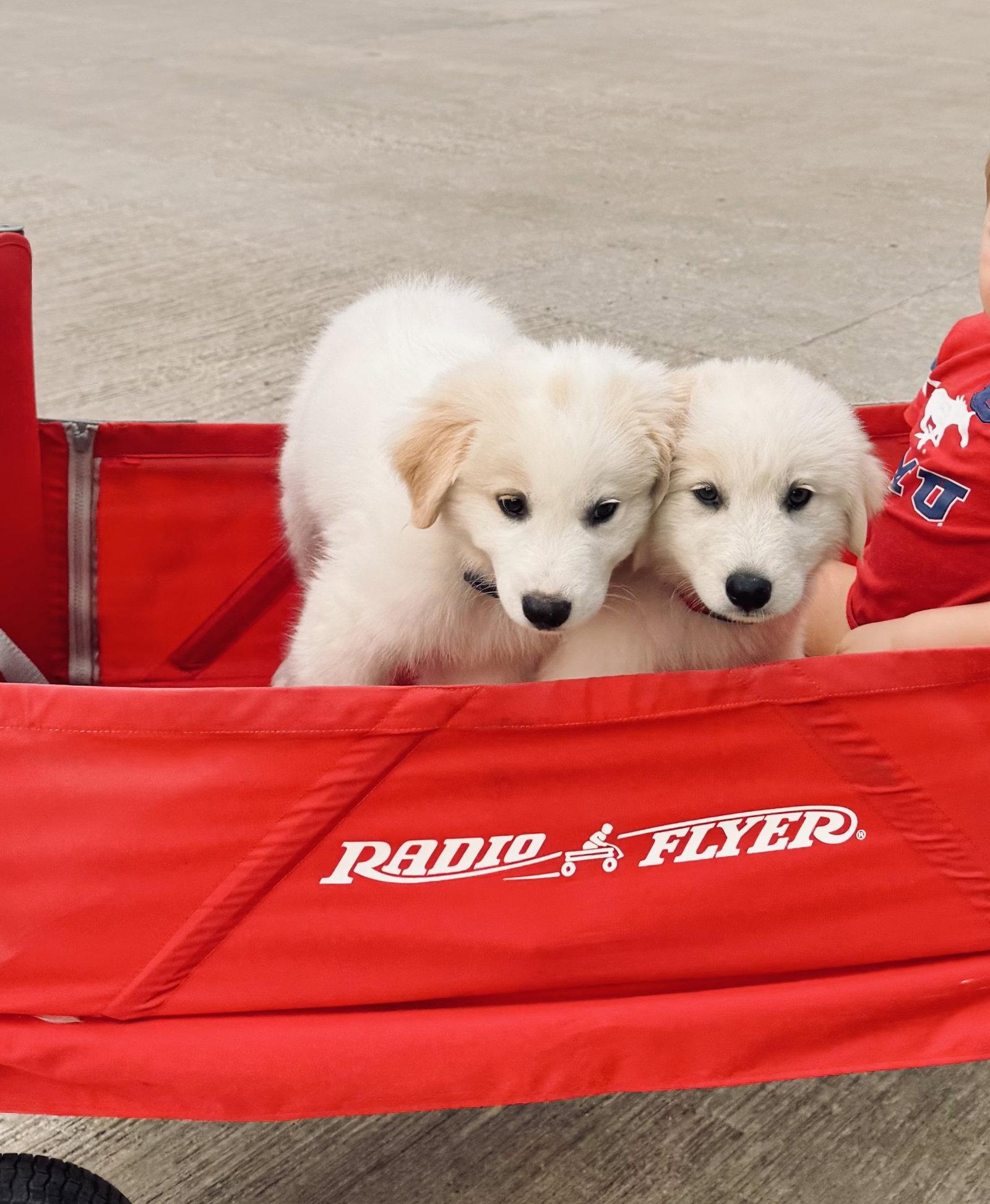 Skip, Adoptable, Puppy Male Great Pyrenees.