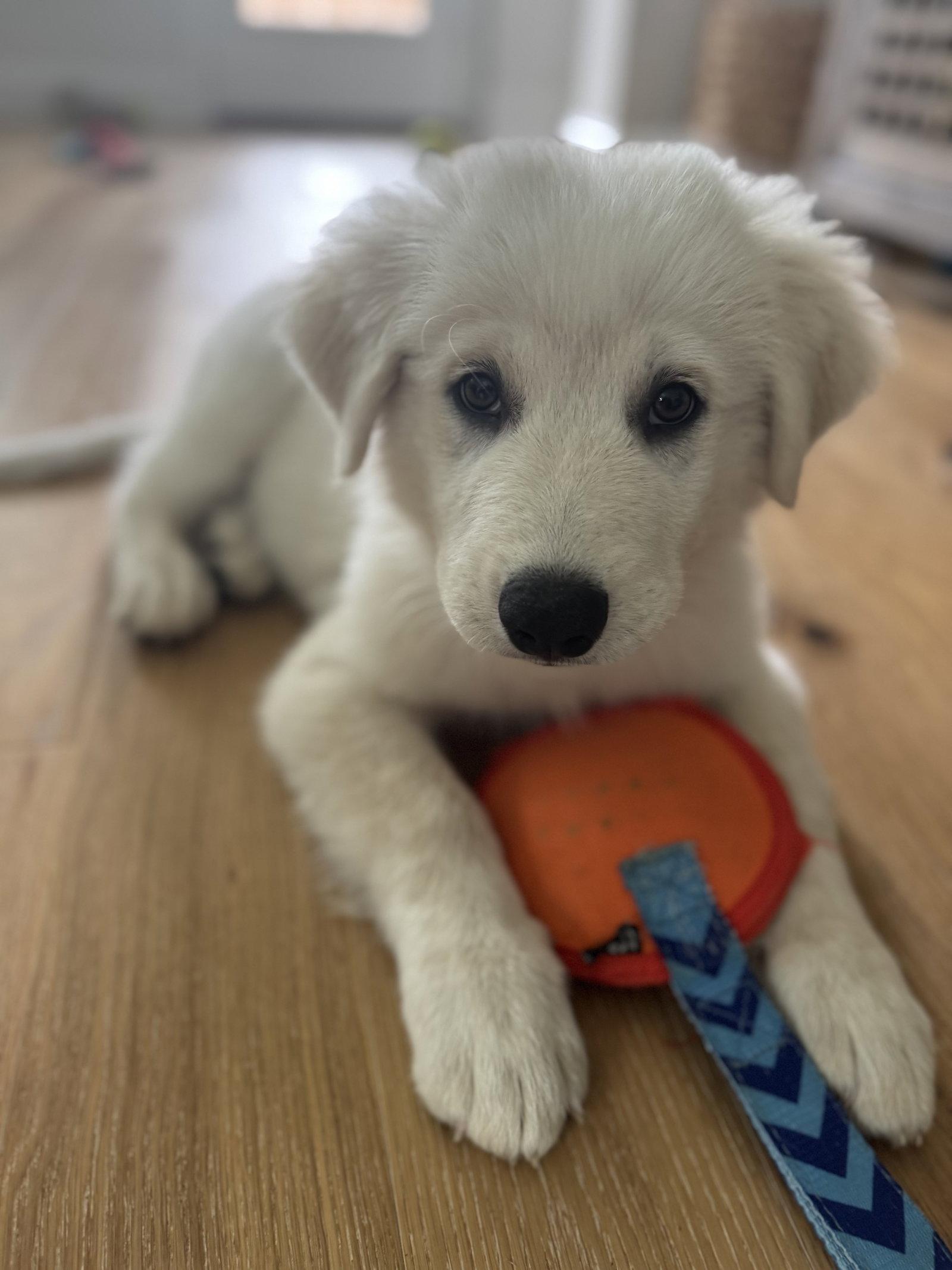 Enlarge Skip, a Adoptable Great Pyrenees in Garland, TX image 2/3